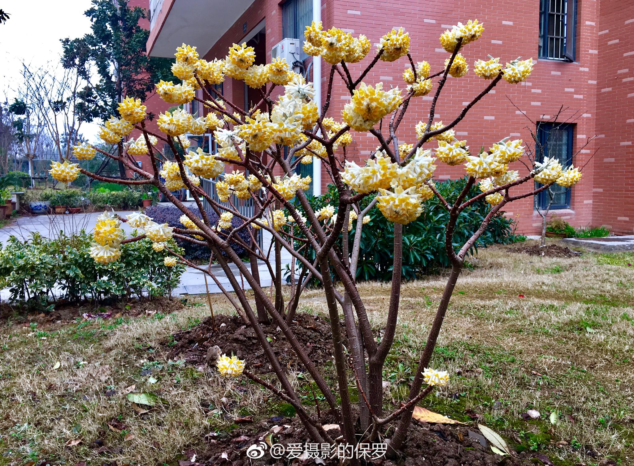 结香又到结香花开时结香花香奇特