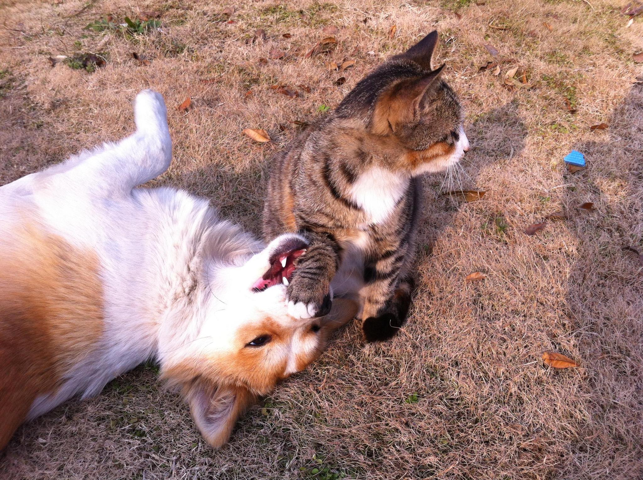 猫狗在一起为什么会那么般配?因为它们相爱相杀,是最好的伴侣!