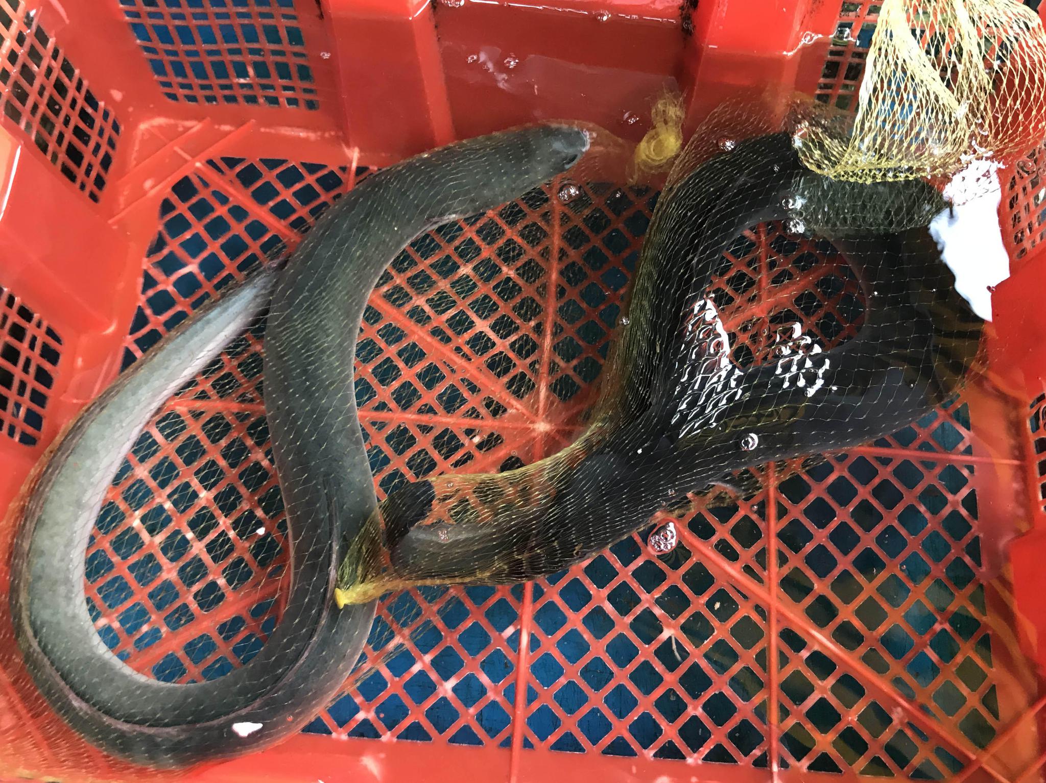 鳗鱼被称为水中人参,广东有种国家级的