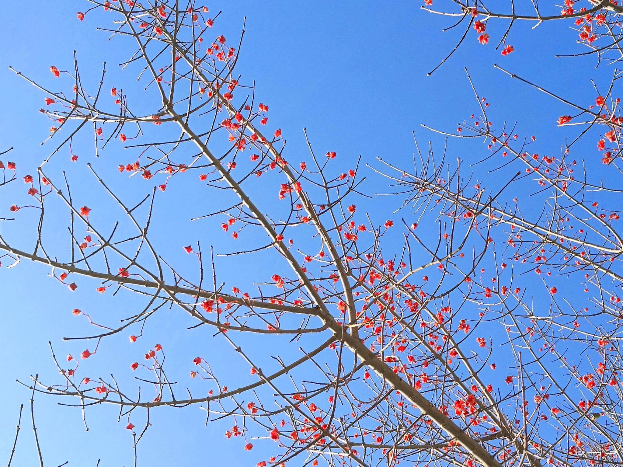 冬天丝棉木好似干枝梅