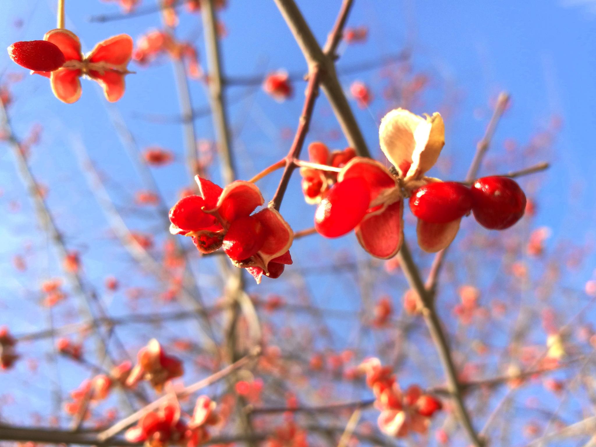 冬天丝棉木好似干枝梅