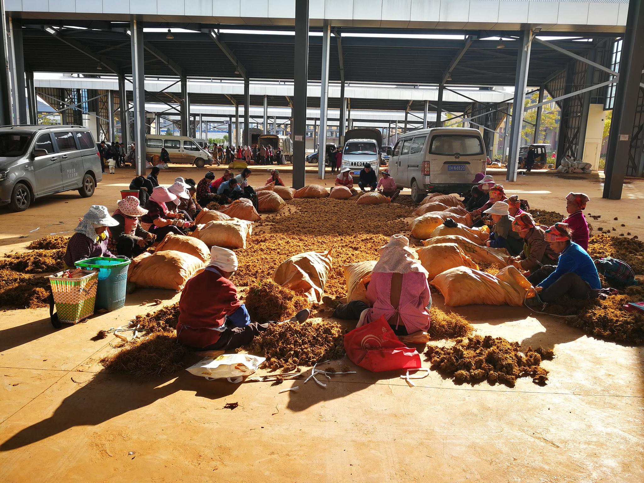 文山生三七上市,交易场面火爆!