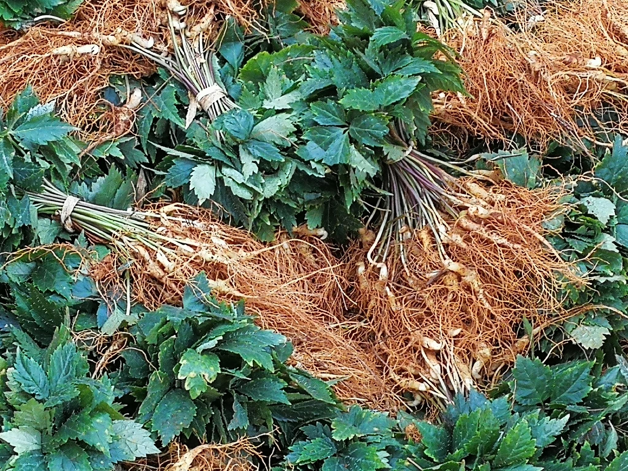 文山生三七上市,交易场面火爆!_新浪看点