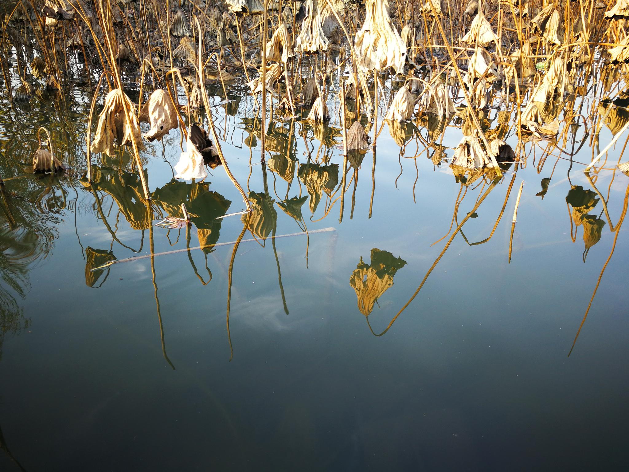 冬季枯荷叶摄影图集