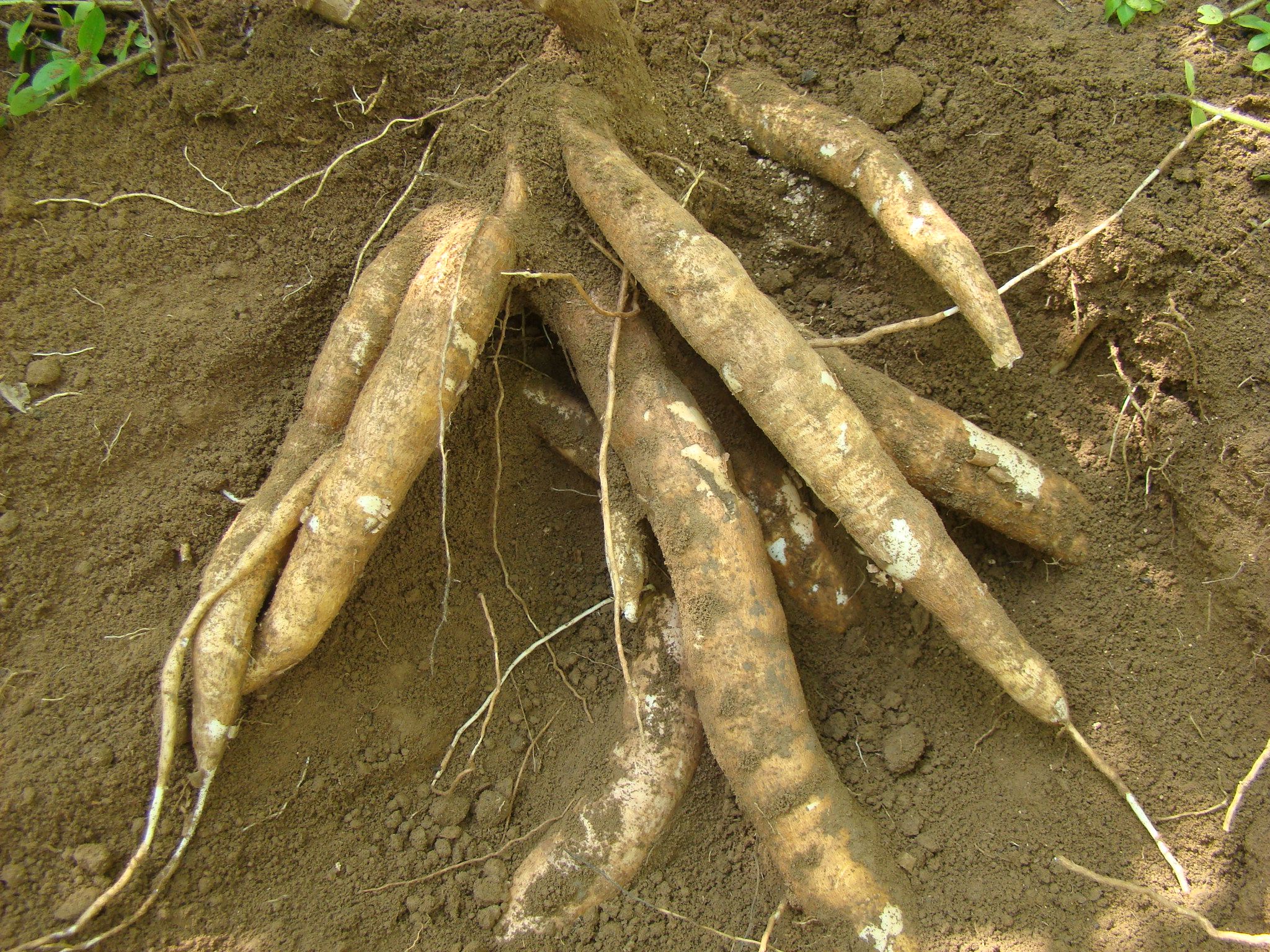 妈妈做的早餐导致4岁女儿中毒死亡,原来是这个东西含毒素|木薯|女儿