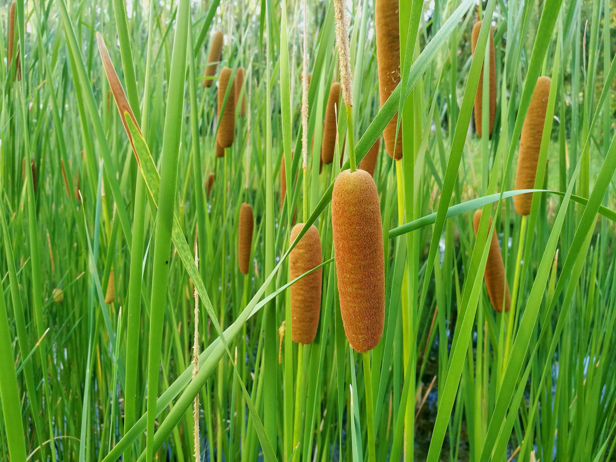 1/ 8水烛是蒲草的正名 ,香蒲科香蒲属水生或沼生多年草本植物.