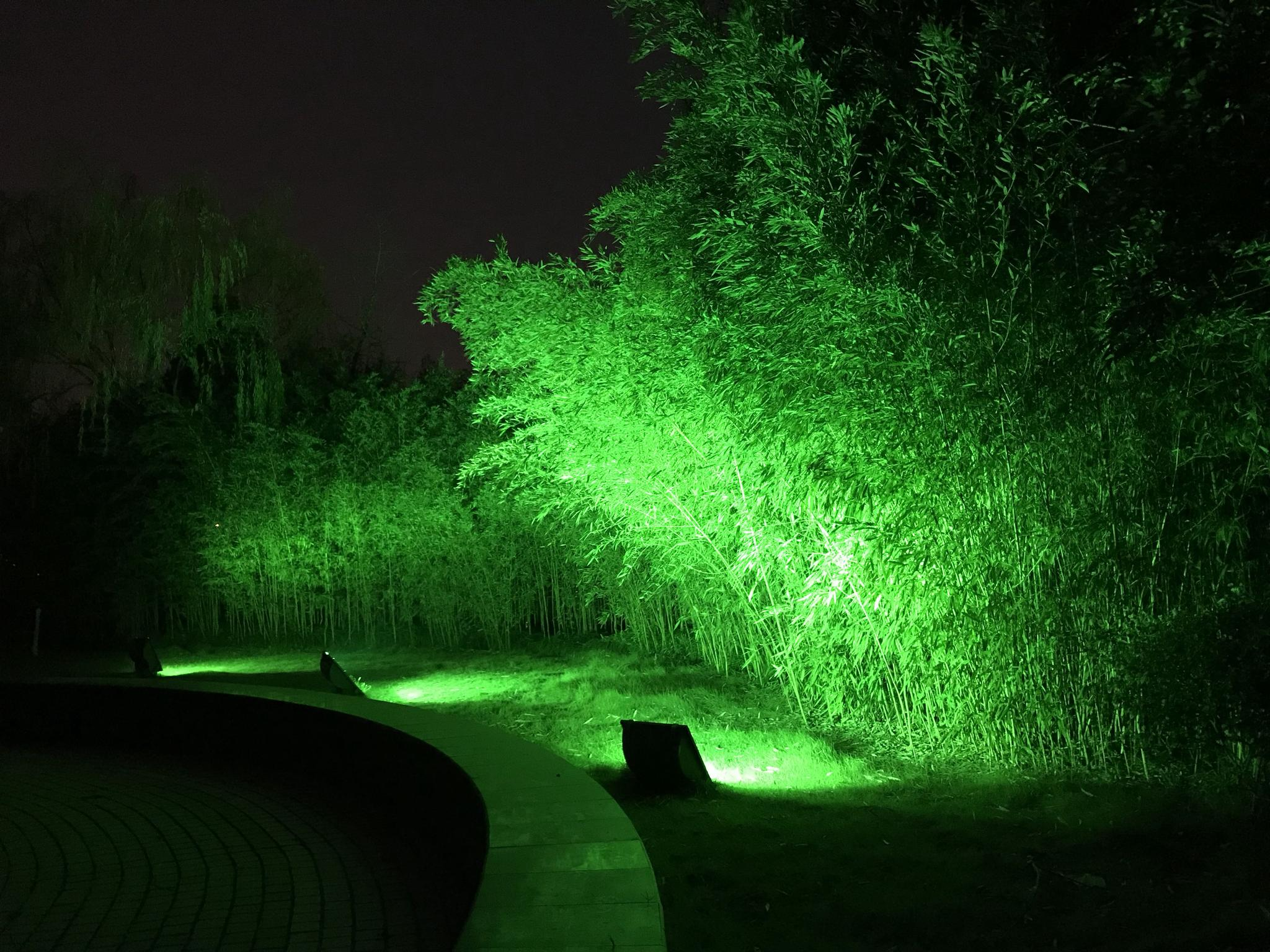 竹林夜色摄于2017年12月12日