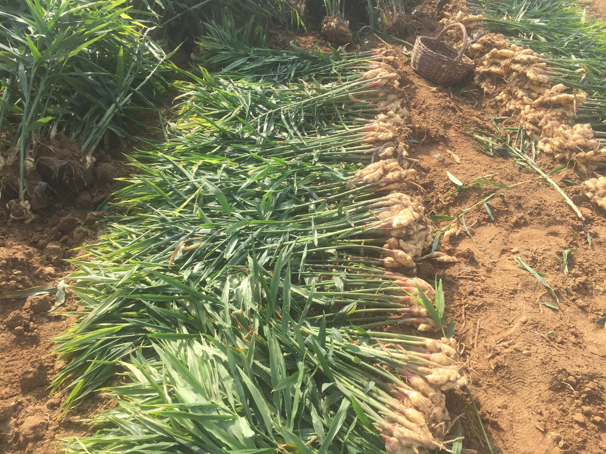 4万斤,2元1斤年收入超4万元|生姜|大爷|农作物_新浪网