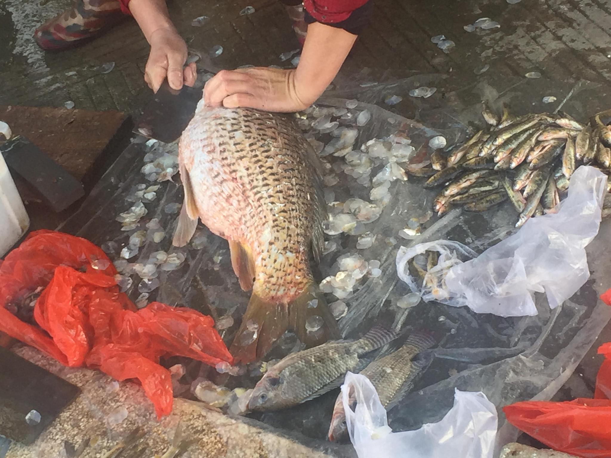 農村集市的一水產攤位,擺攤大媽正在吆喝叫賣著泡沫池裡的一隻大魚