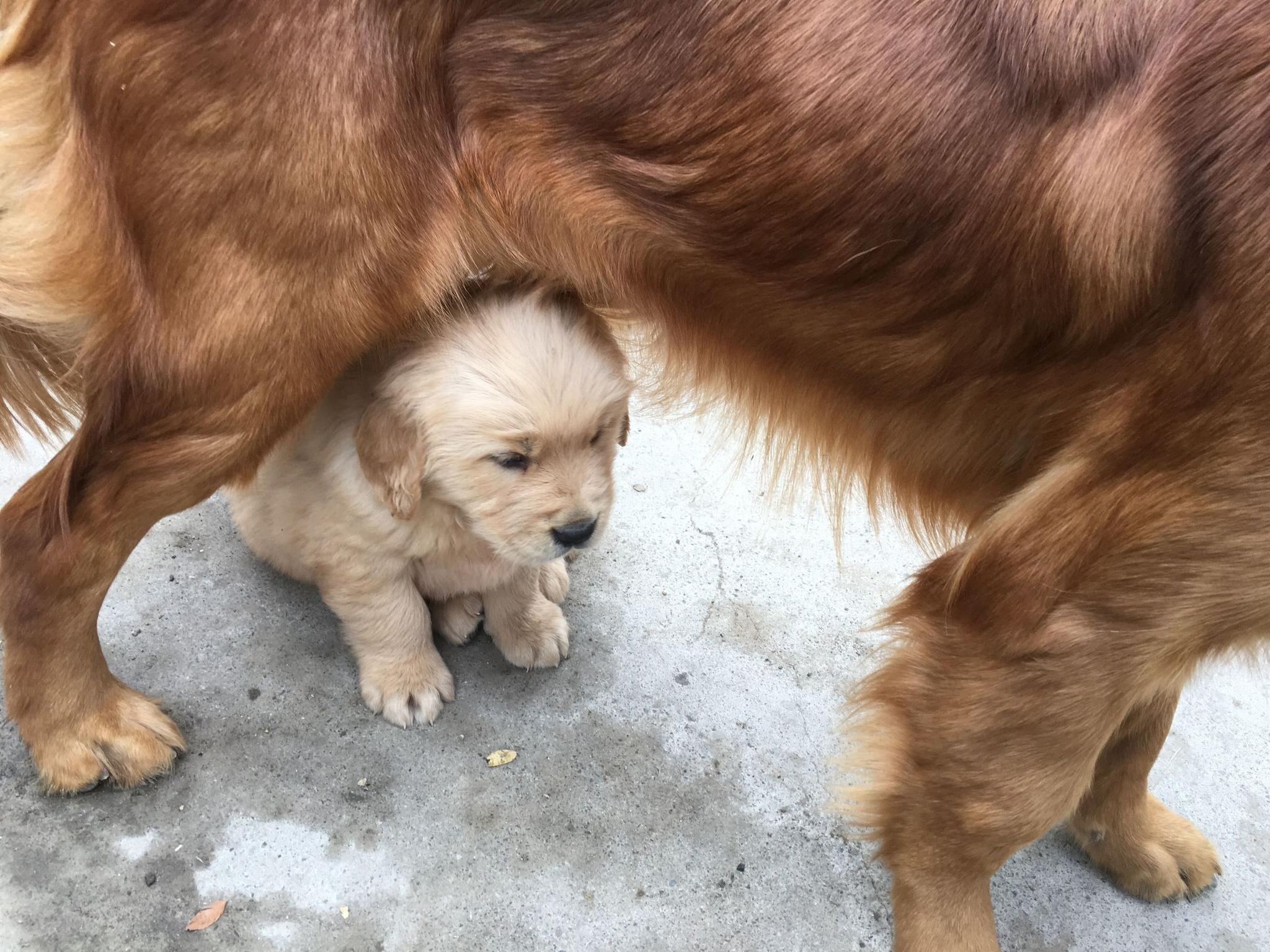 五只金毛狗赶农村大集被村民围观大的拎菜小的卖萌稀罕死了