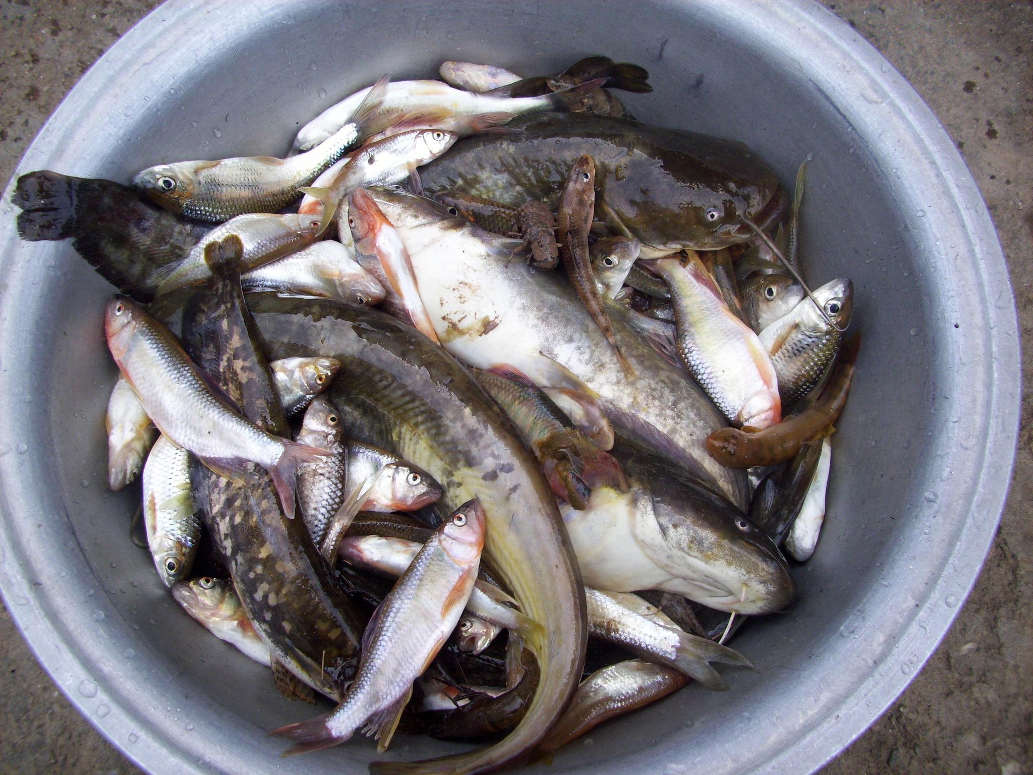 我家乡的小河,这里有用不尽的捕鱼方法,钓不完的鱼