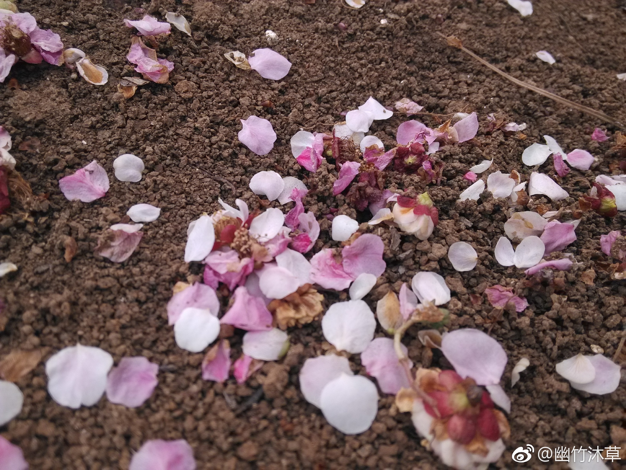 之前手机拍的梅花前三张是2016年的落花