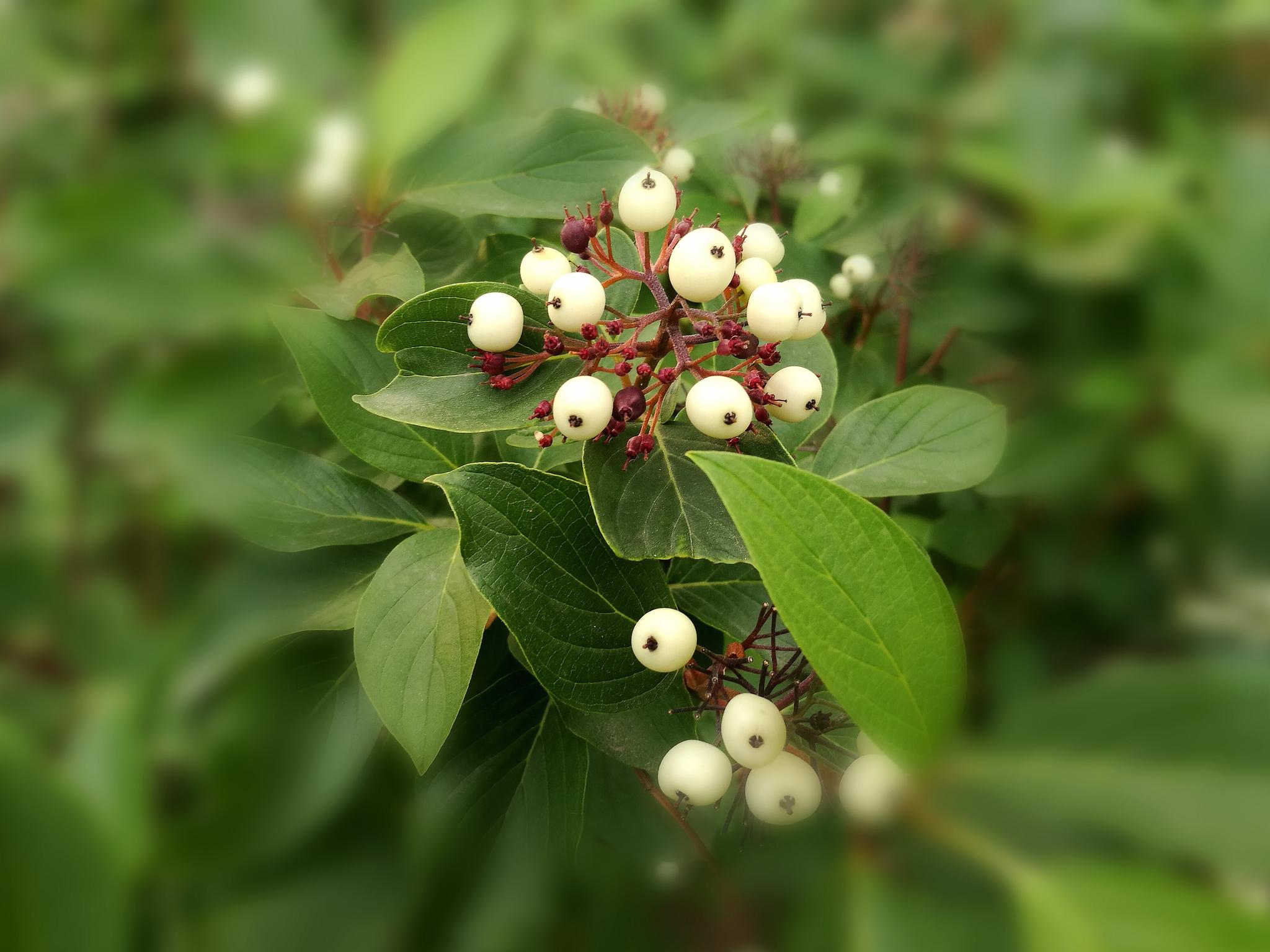 美丽的红瑞木小白果