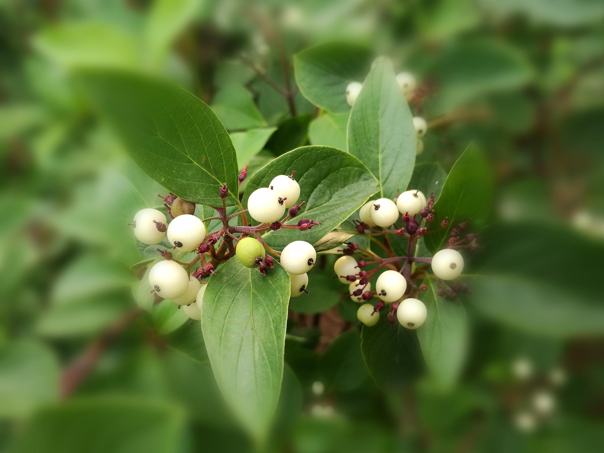 美丽的红瑞木小白果