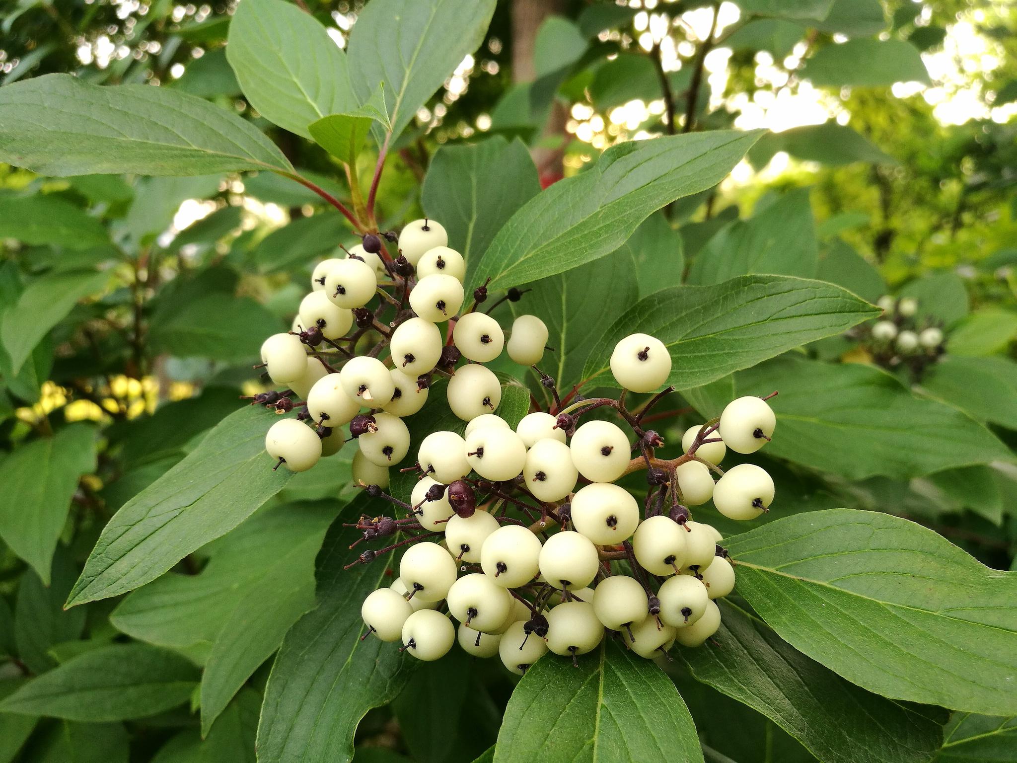 美丽的红瑞木小白果