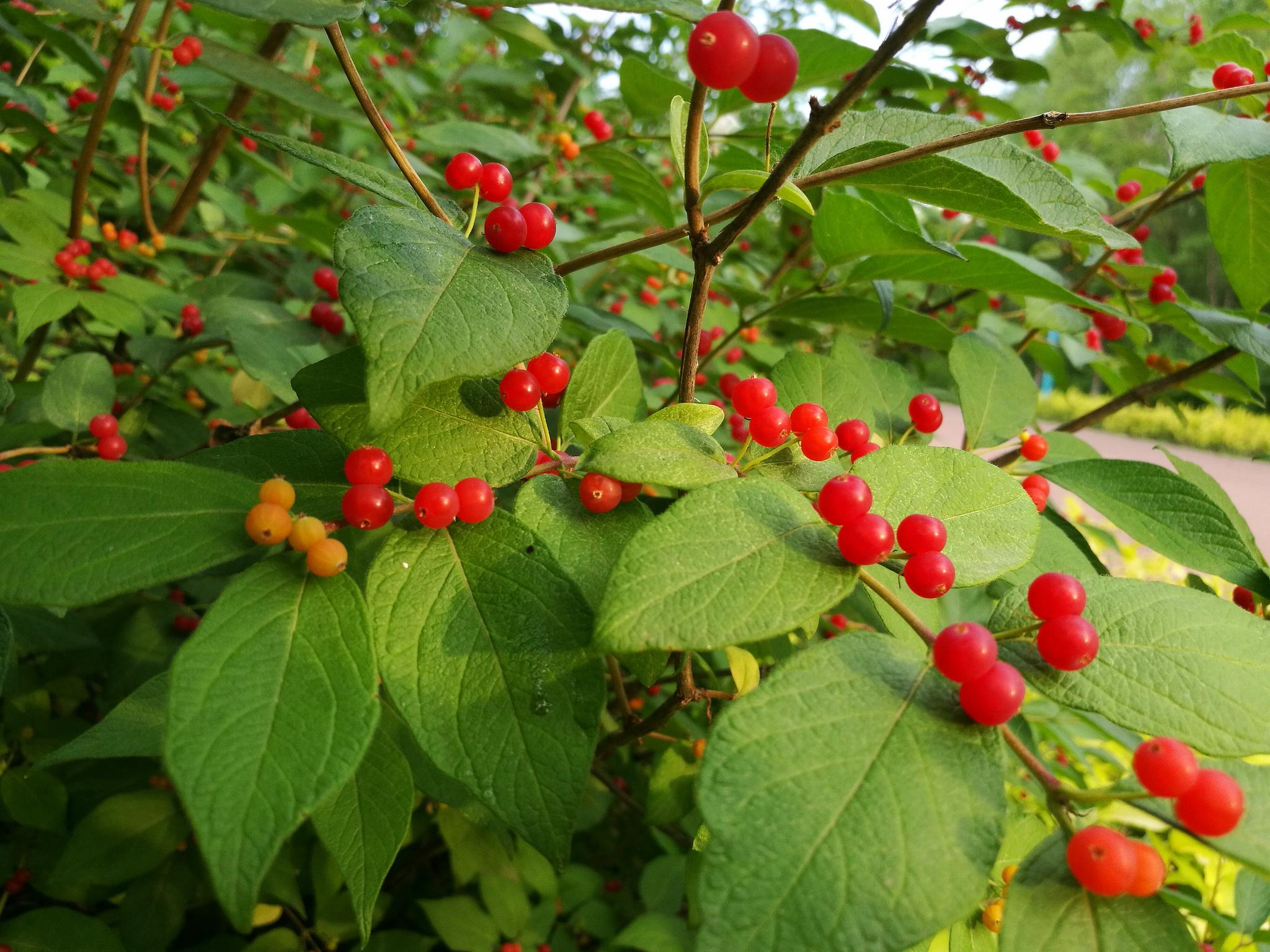 美丽的金银忍冬小红果