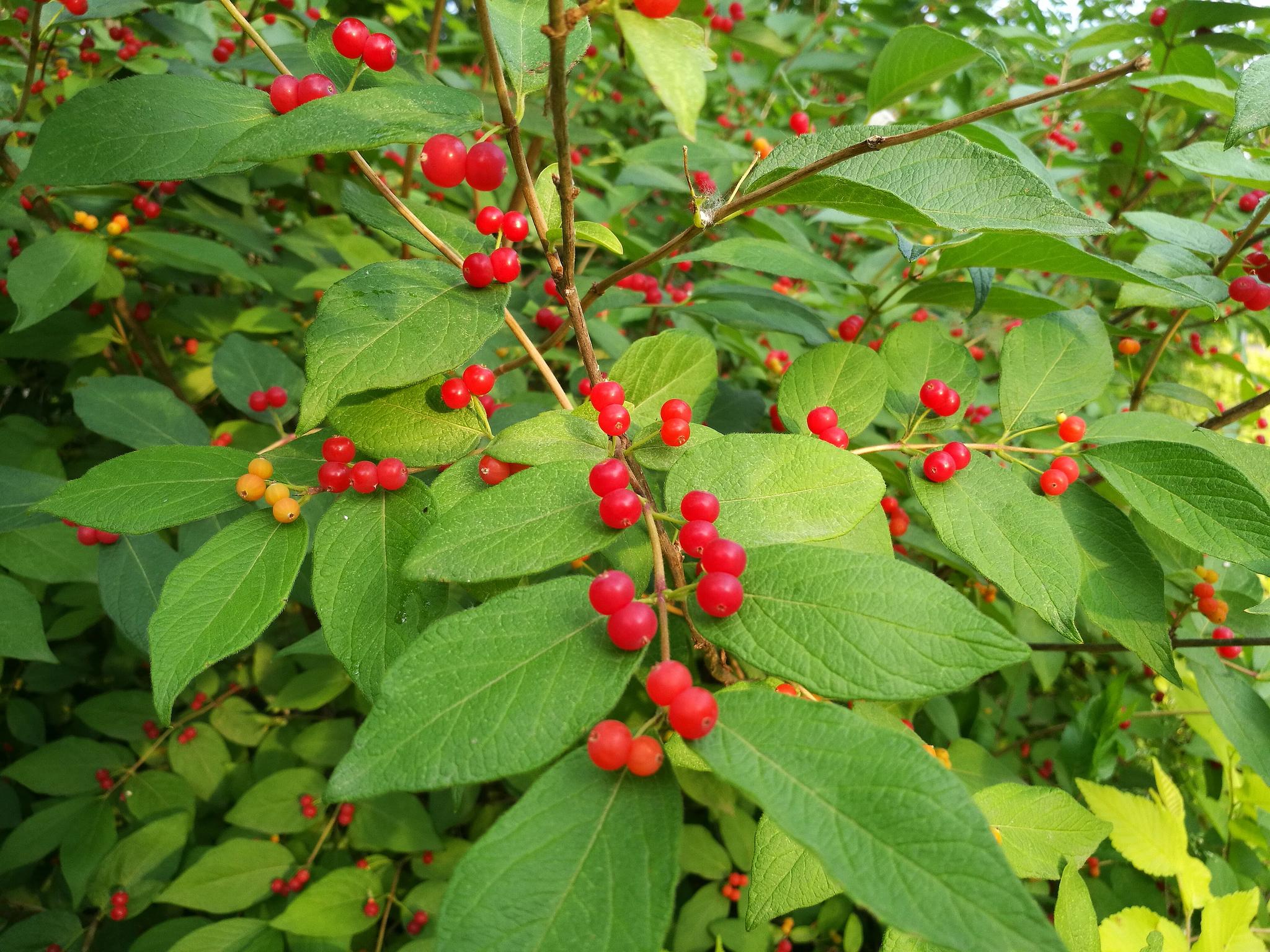 美丽的金银忍冬小红果