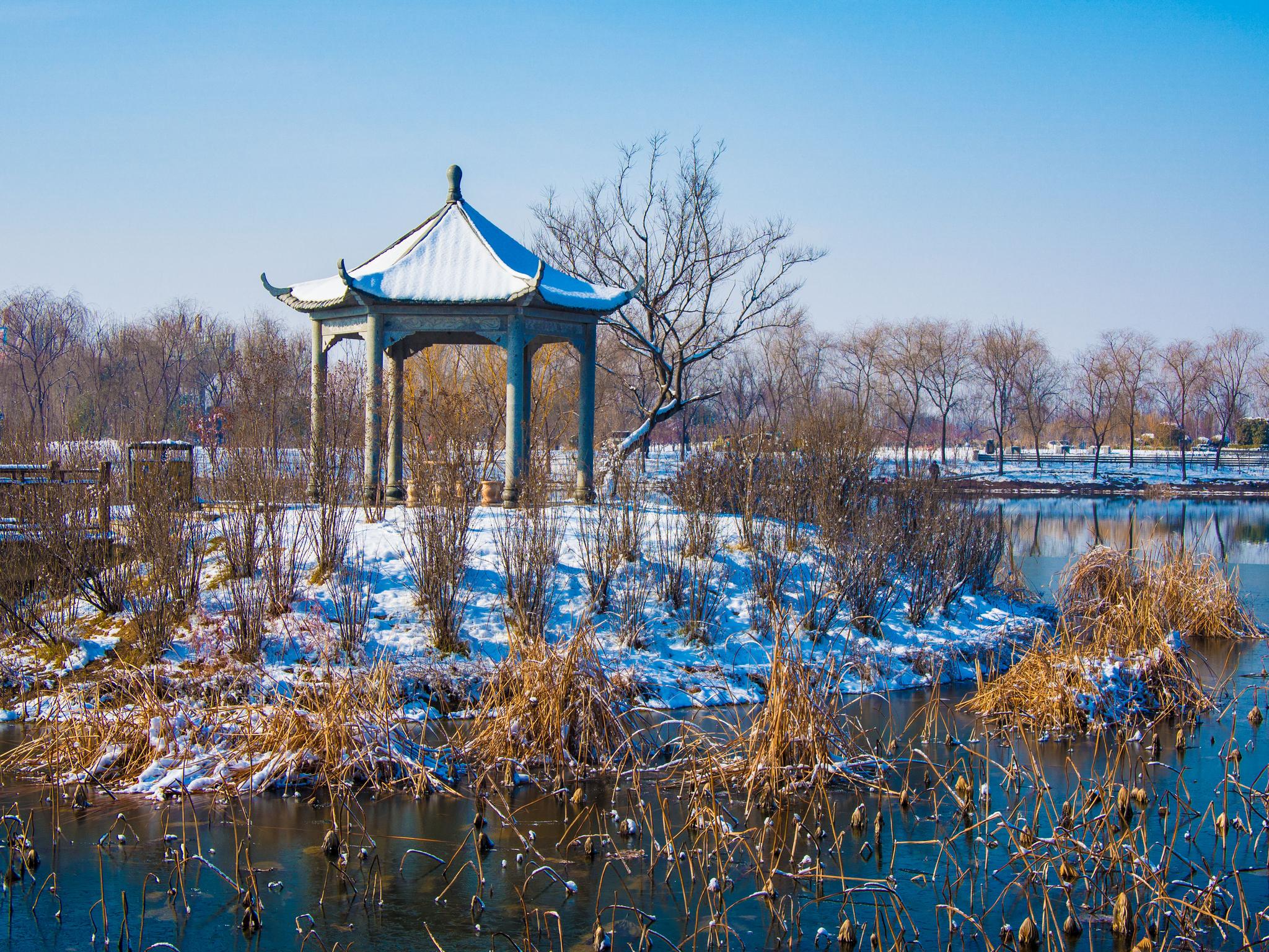 雪后的滕州北辛植物园