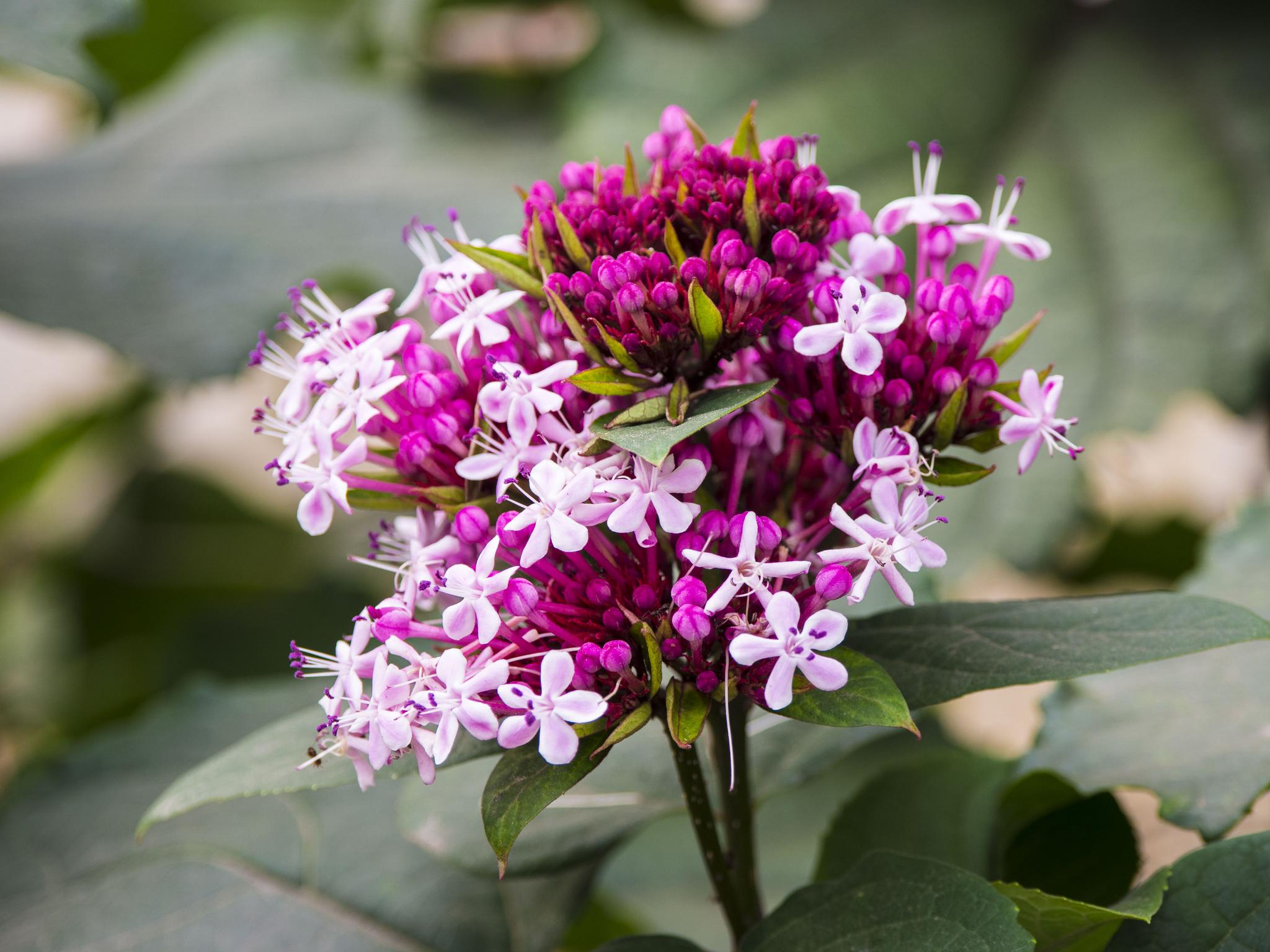 据说叫什么臭茉莉蝶恋花据说叫什么臭茉莉