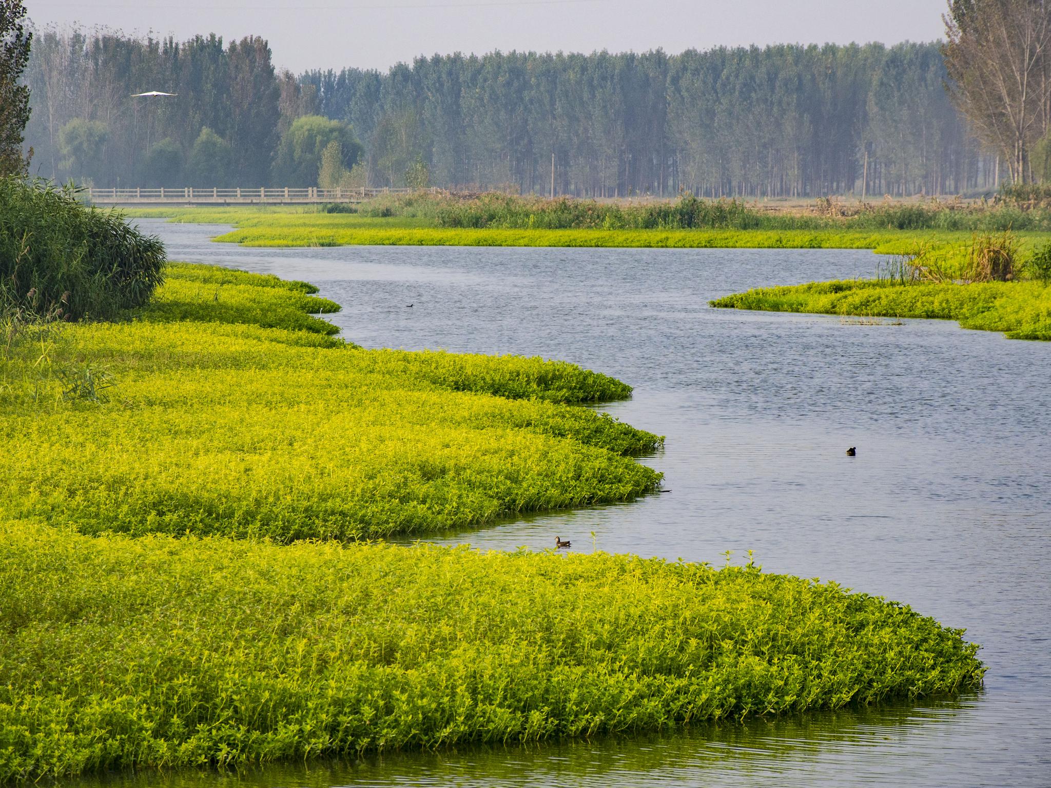 去年9月22日晨骑微山湖,感受城漷河两岸美景