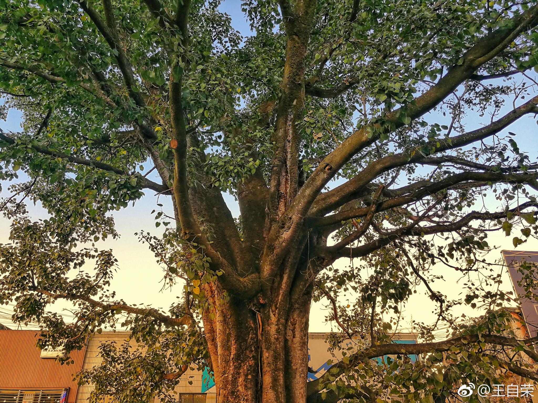 临沧西大街地区电影院前的大绿树菩提树在外的临沧游子