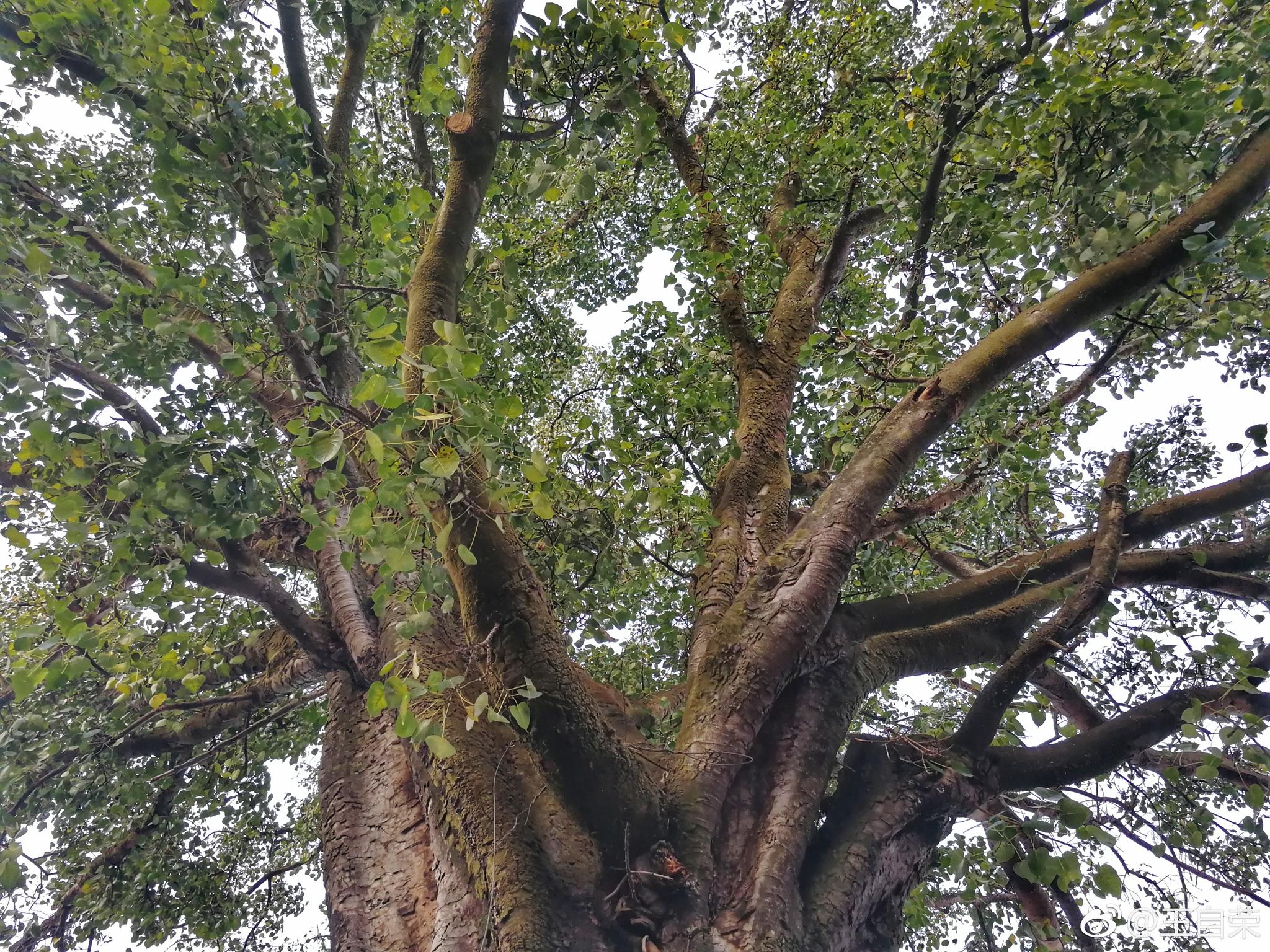 临沧西大街地区电影院前的大绿树菩提树在外的临沧游子