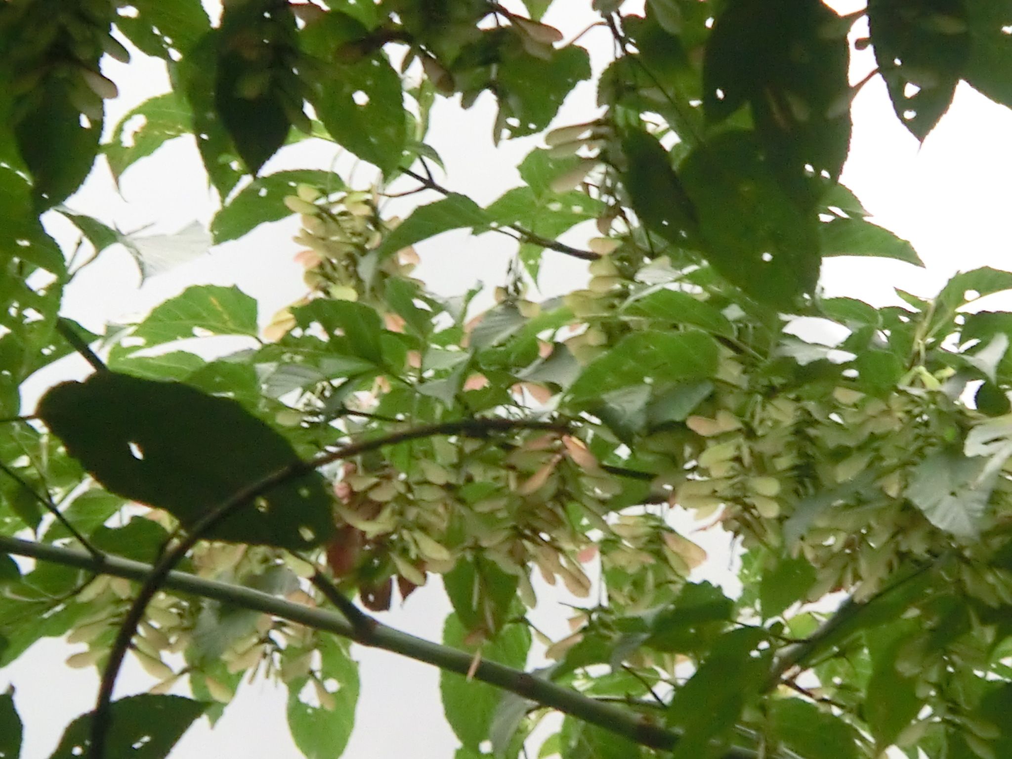 青钱柳,又名摇钱树,被誉为植物界的大熊猫,医学界的第三棵树.