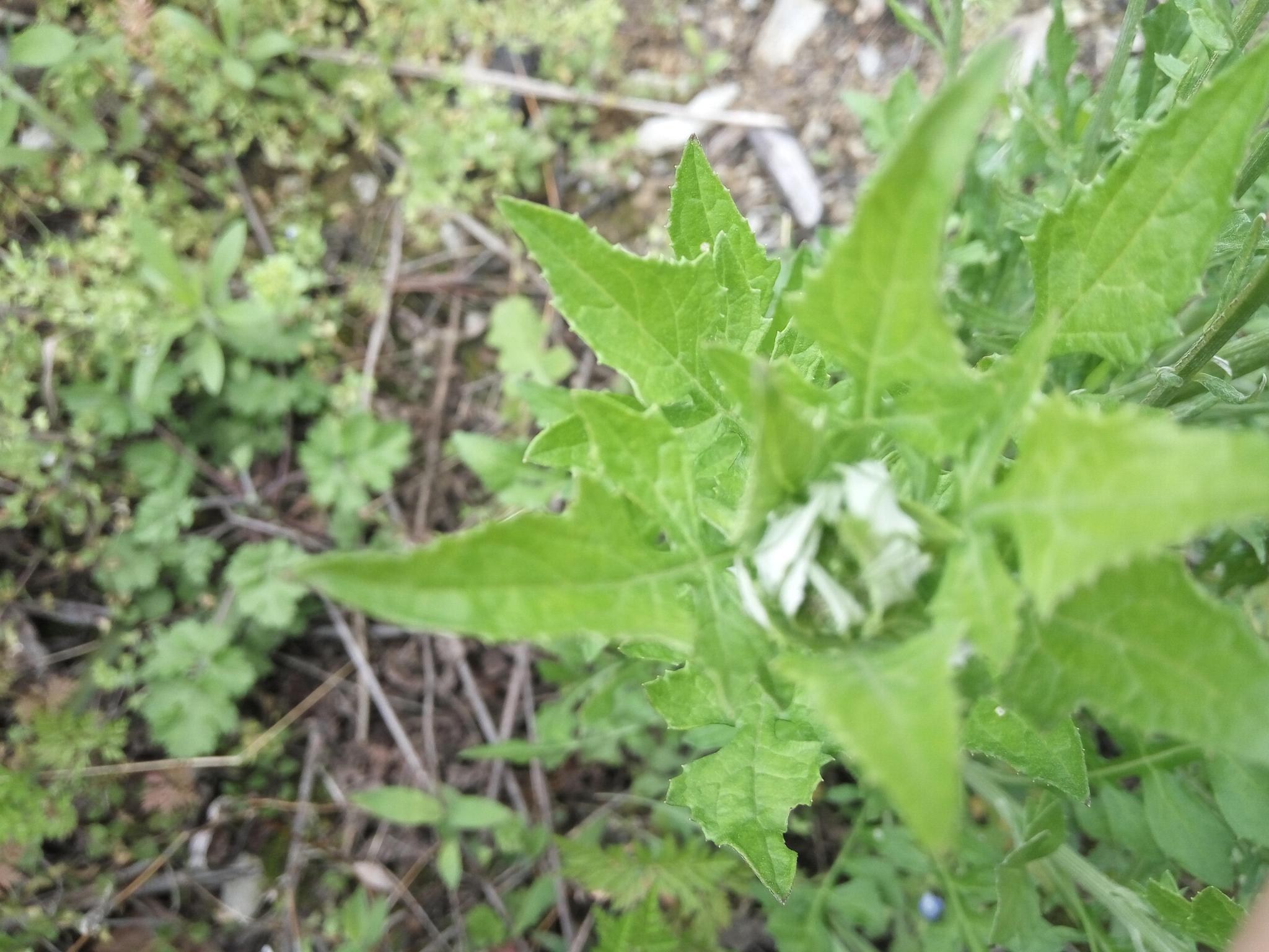 農村用來餵豬的泥湖菜,苦馬菜可治療乳腺炎 牙痛 牙齦炎 骨折