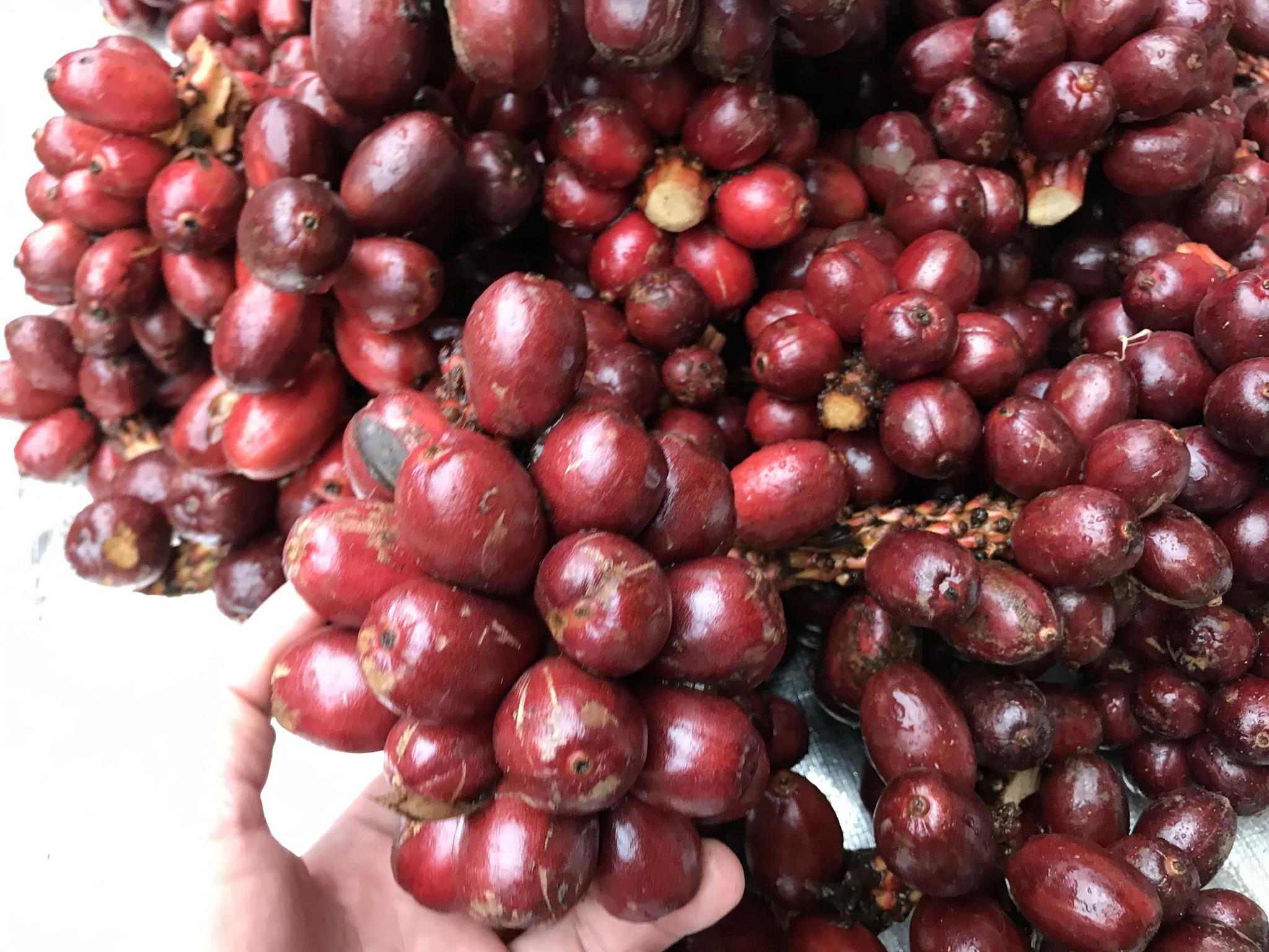 看着这一大串的草果就很想剥一个来尝尝,想看看是酸是甜,但是这卖家却