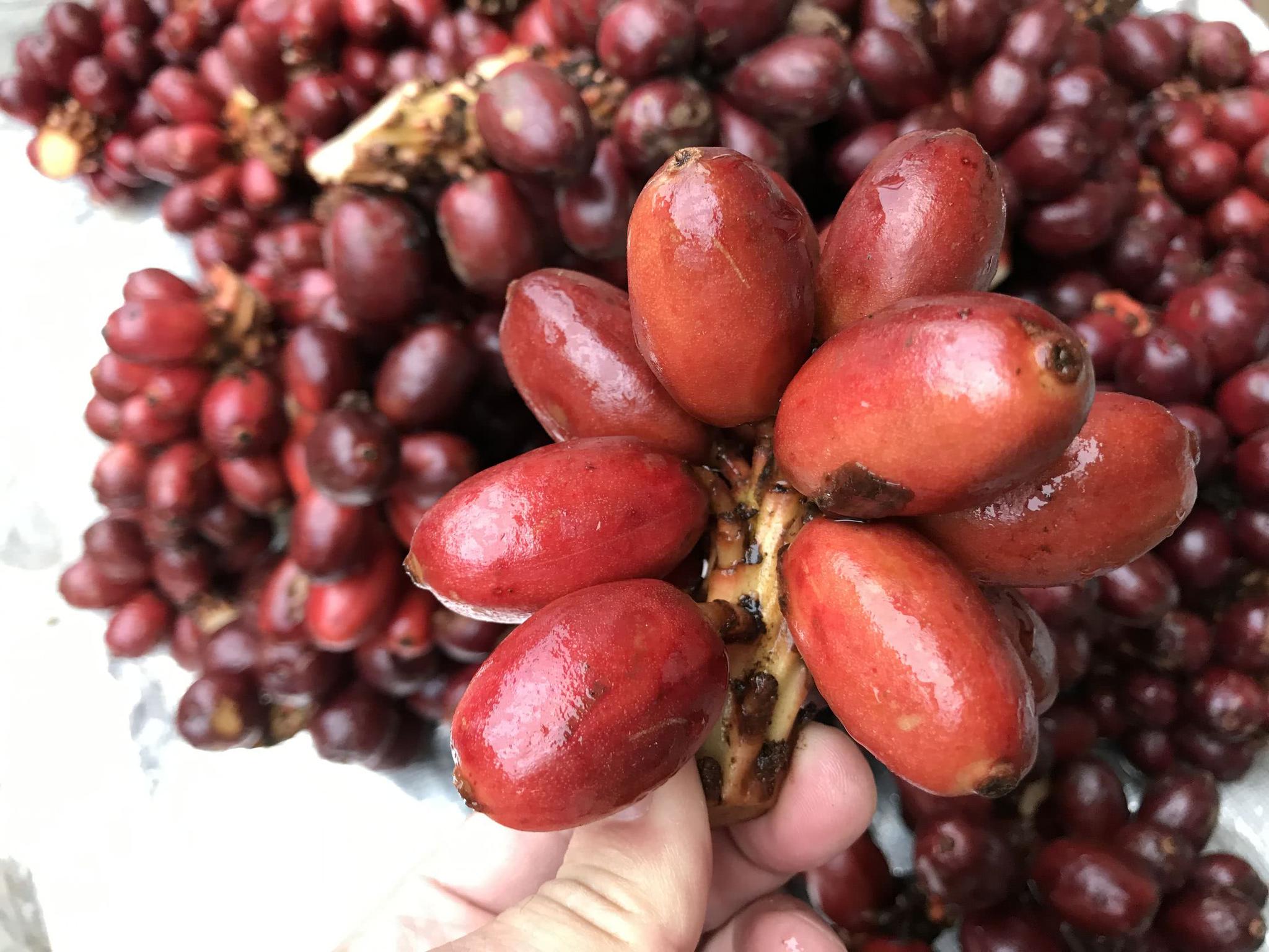 街边遇到卖野果的农民看着这野果很是新奇可却不让我生吃