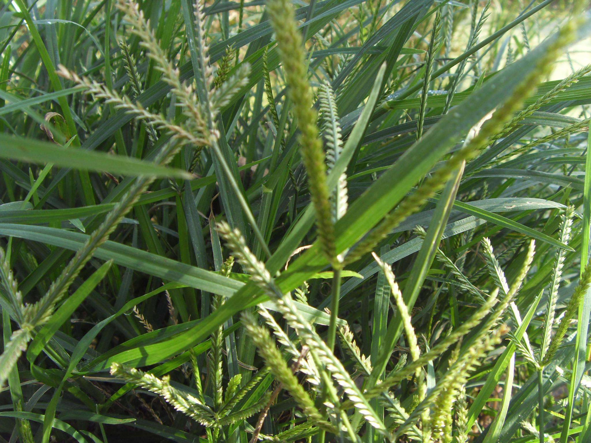 第一种牛筋草,牛筋草是农村田间地头最常见的一种野草了,在我国各省市