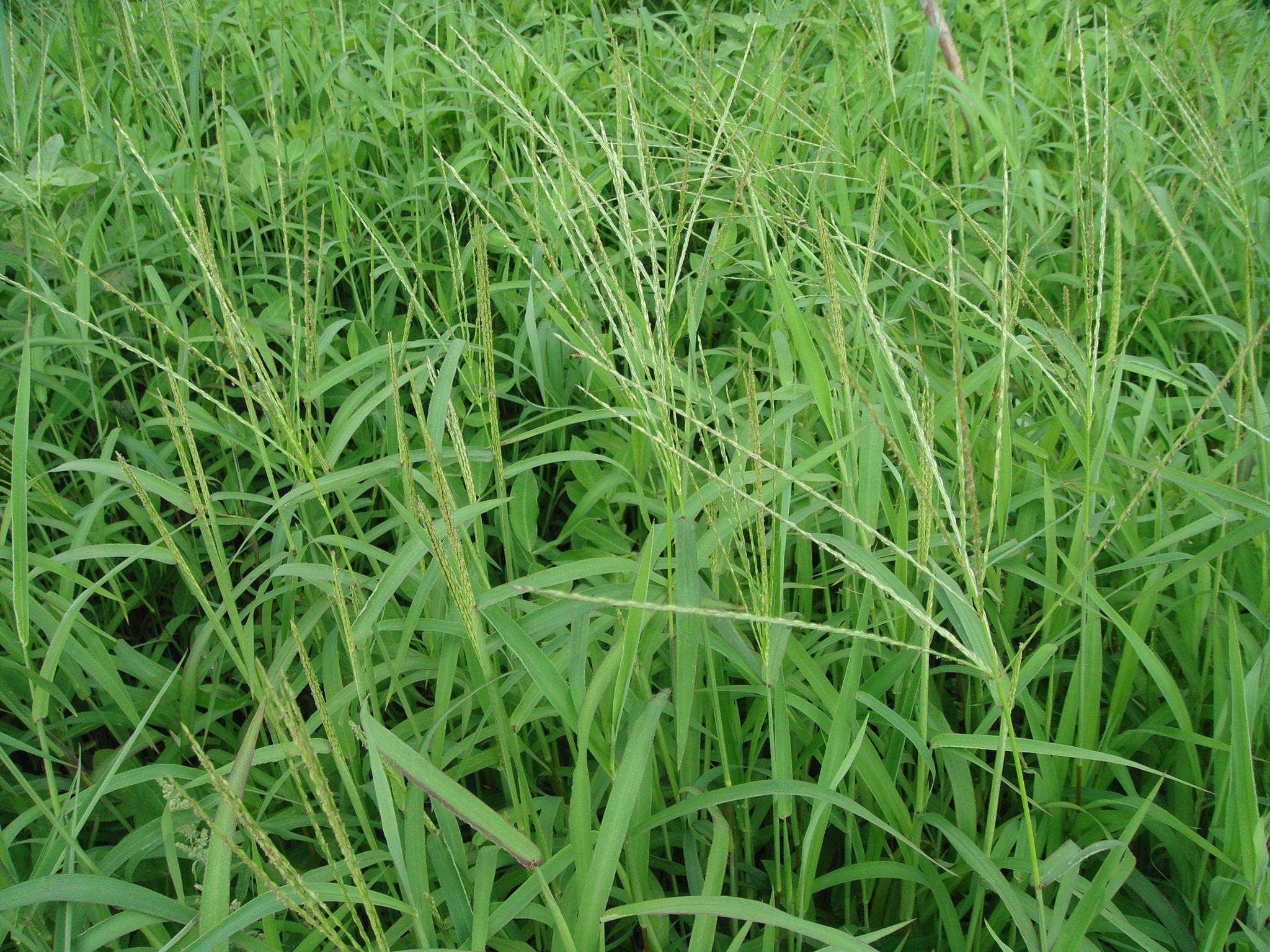 农村这4种野草,让农民痛恨不已,却不知它们是治病的良药