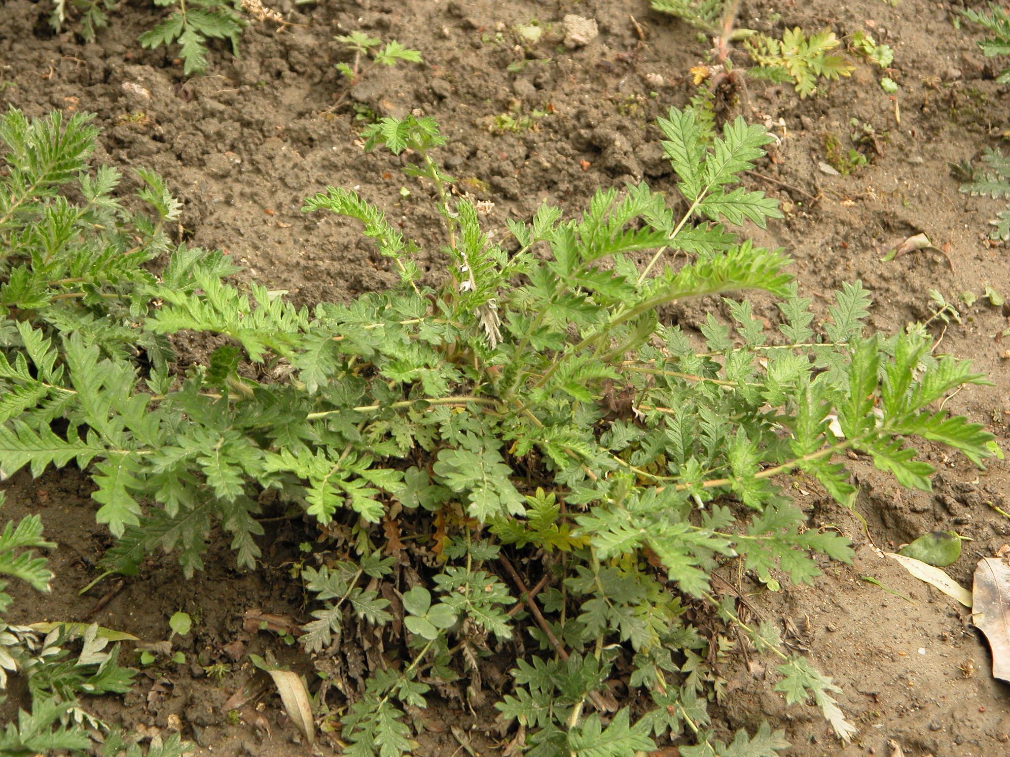 农村果园里一种野草很多人不认识如今15元一斤成食疗菜