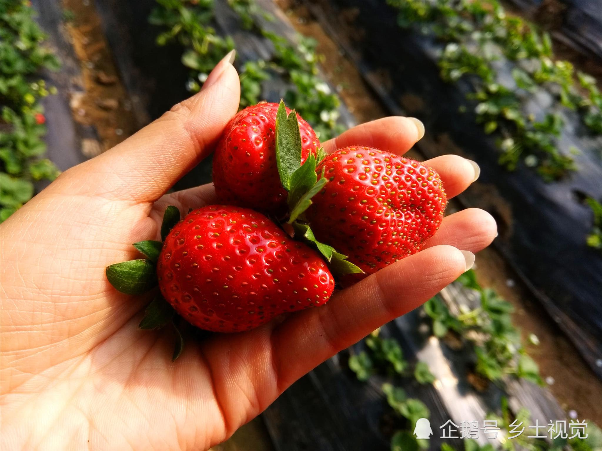 农村的草莓采摘园真的不是你想象的那么赚钱里面的心酸谁能懂