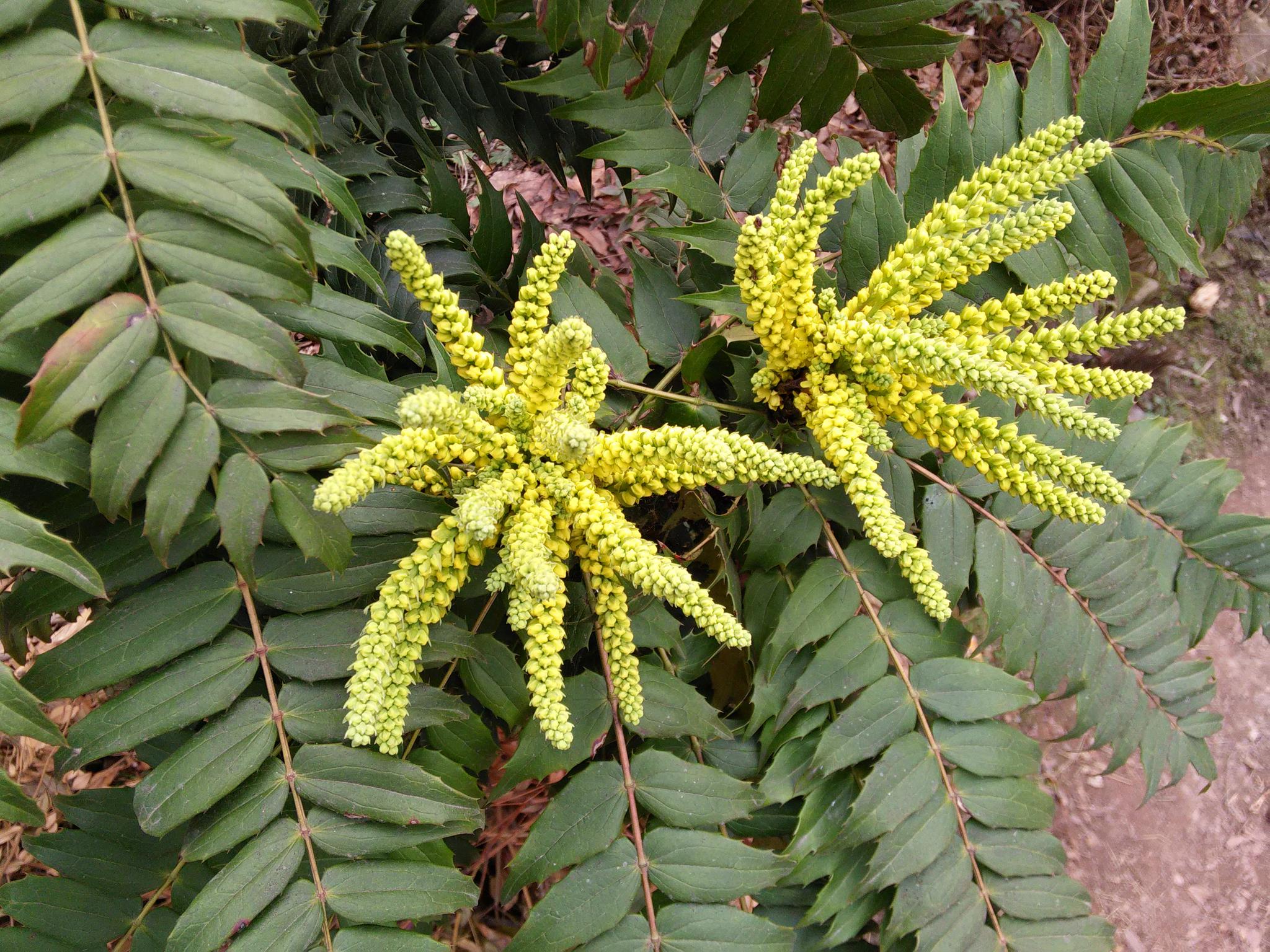 父亲对我说,听你爷爷说这树叫刺黄连.