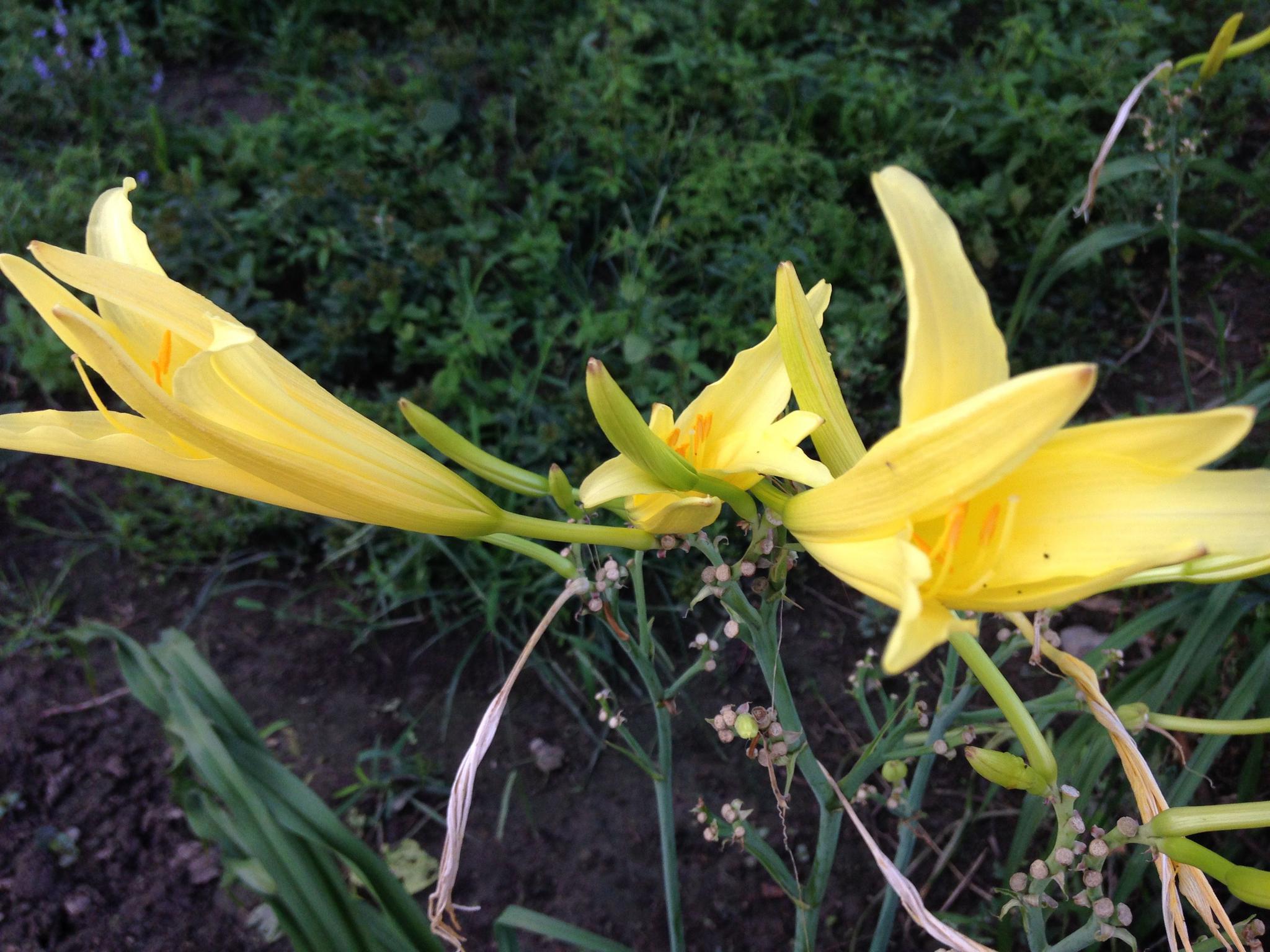 农村这8种野菜山珍,被称为"草八珍",第3种高达2000元一斤|猴头菇|野菜