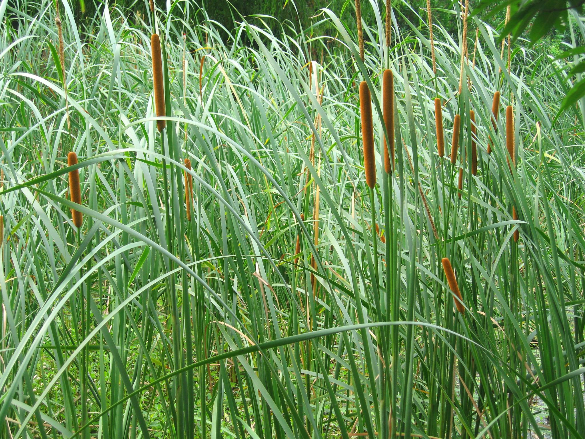 水烛水烛又被称作蒲草,水蜡烛,狭叶香蒲,是生长在湖泊,河流,池塘浅水