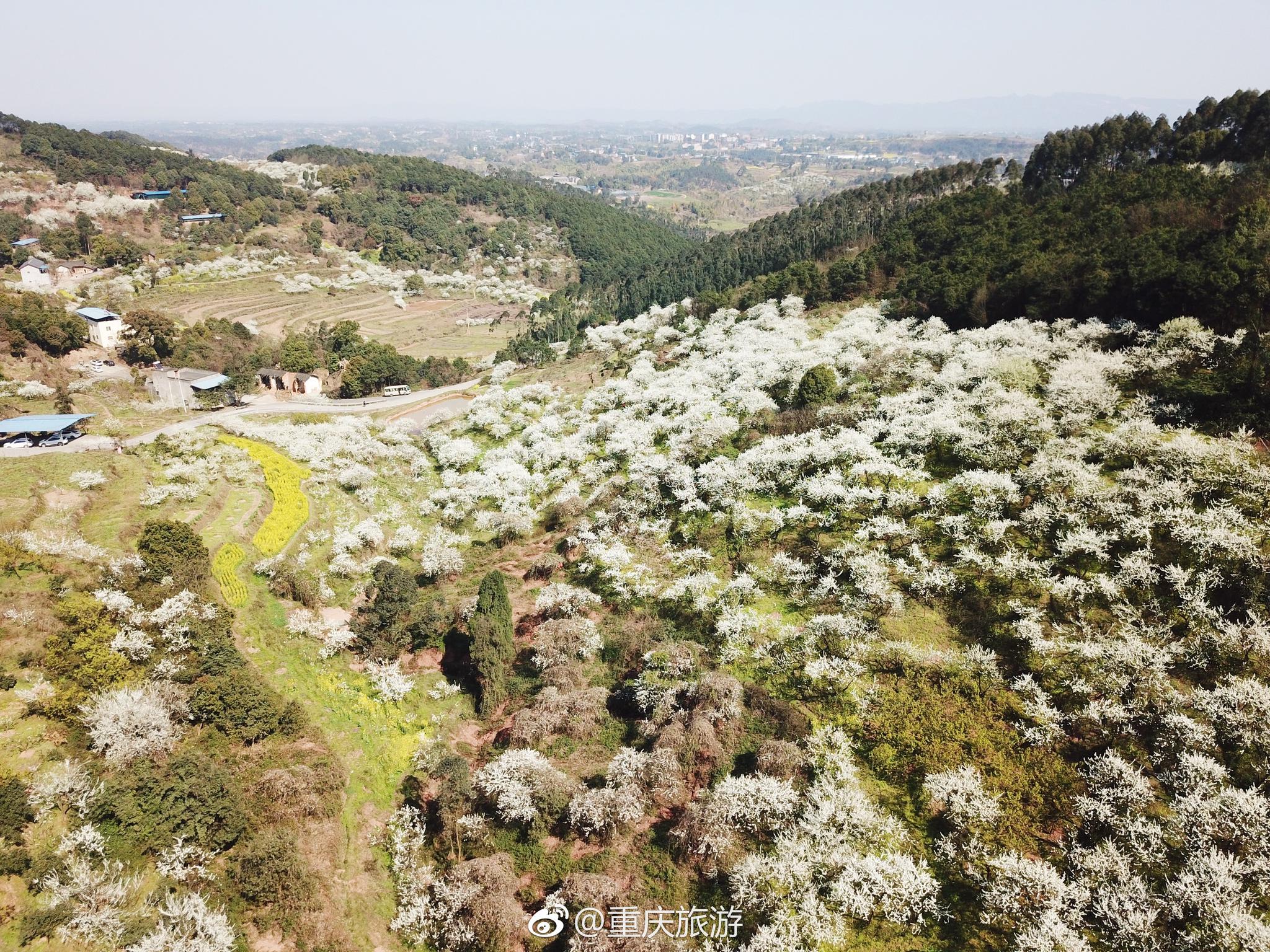 三月的永川,青峰油菜花黄了,桃花岛上的桃花红了,黄瓜山上的李花白了