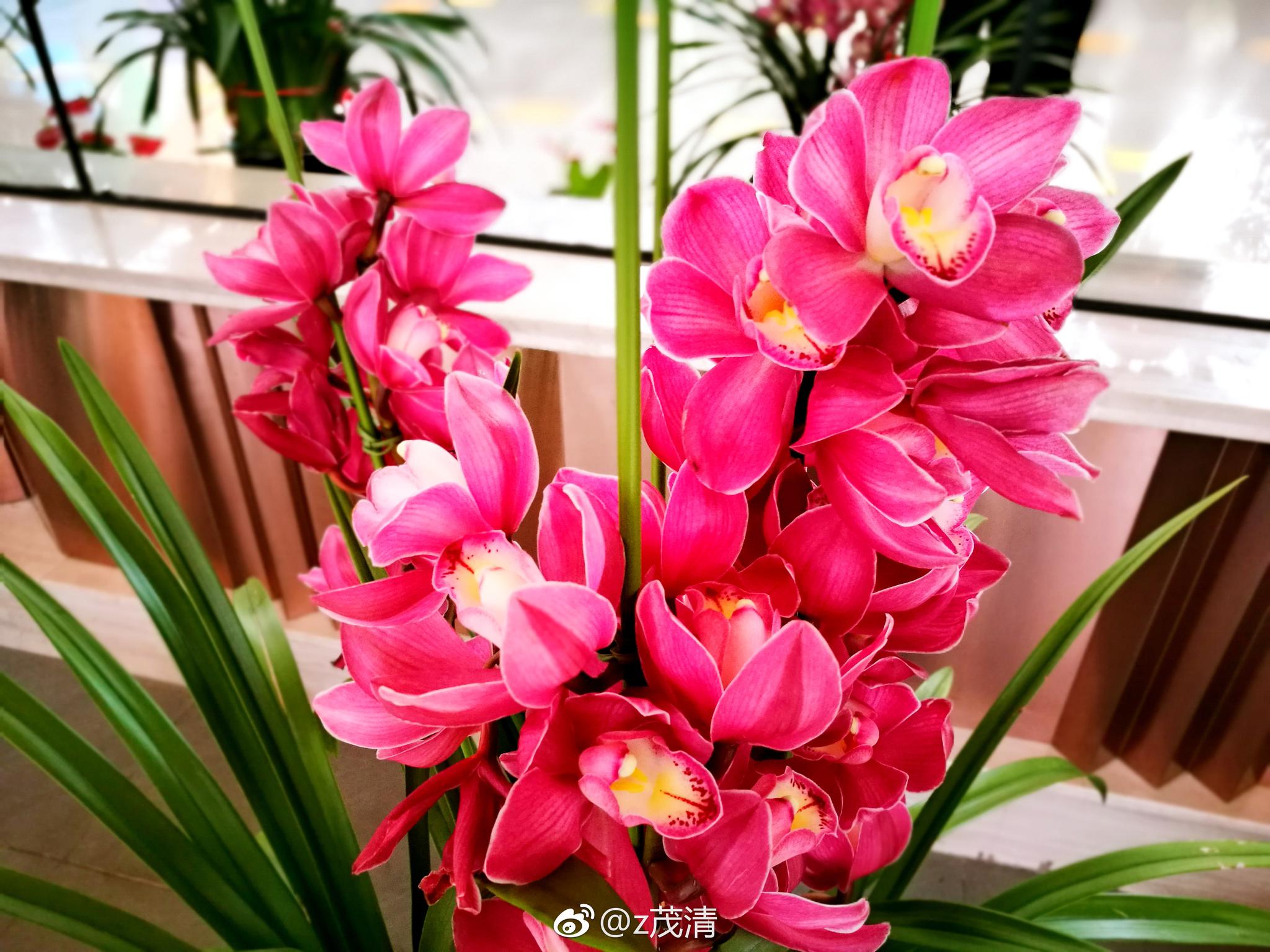 三色兰花. 大花蕙兰，又叫喜姆比兰和蝉兰。兰科、兰属植物_新浪新闻