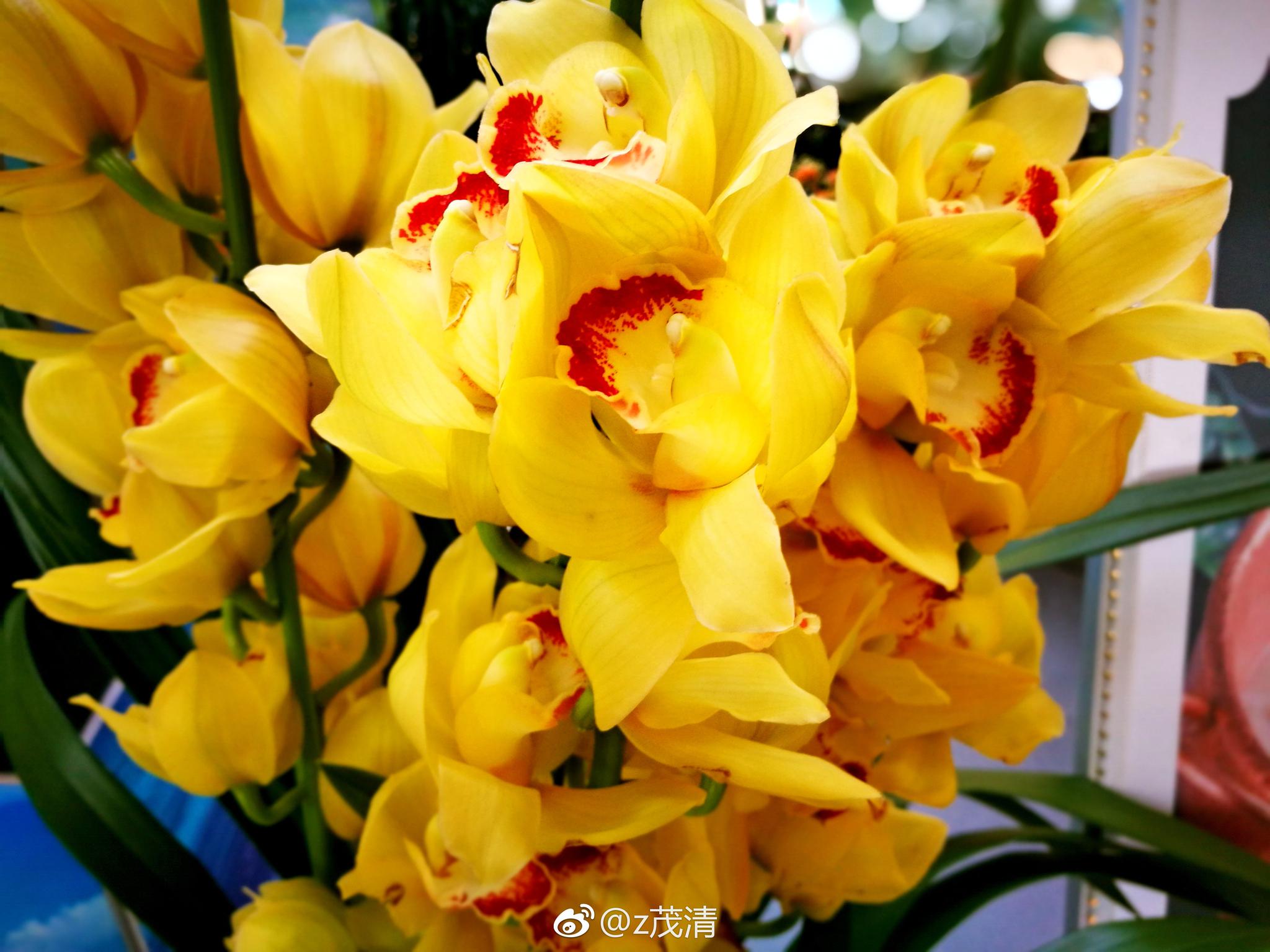 三色兰花. 大花蕙兰，又叫喜姆比兰和蝉兰。兰科、兰属植物_新浪新闻