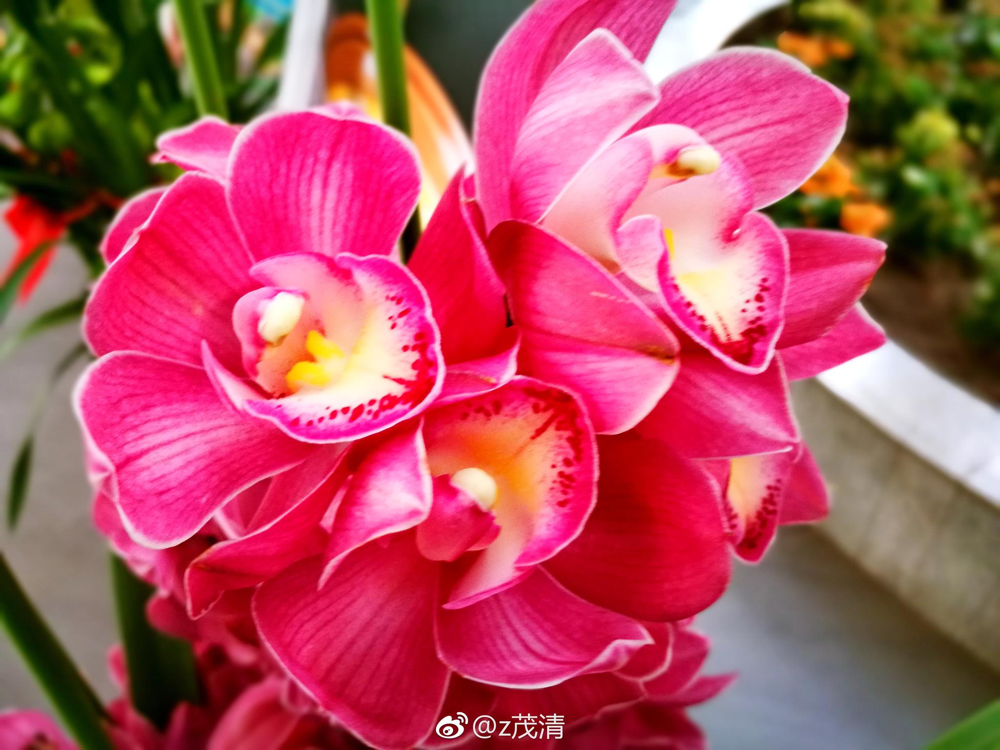 三色兰花. 大花蕙兰，又叫喜姆比兰和蝉兰。兰科、兰属植物_新浪新闻