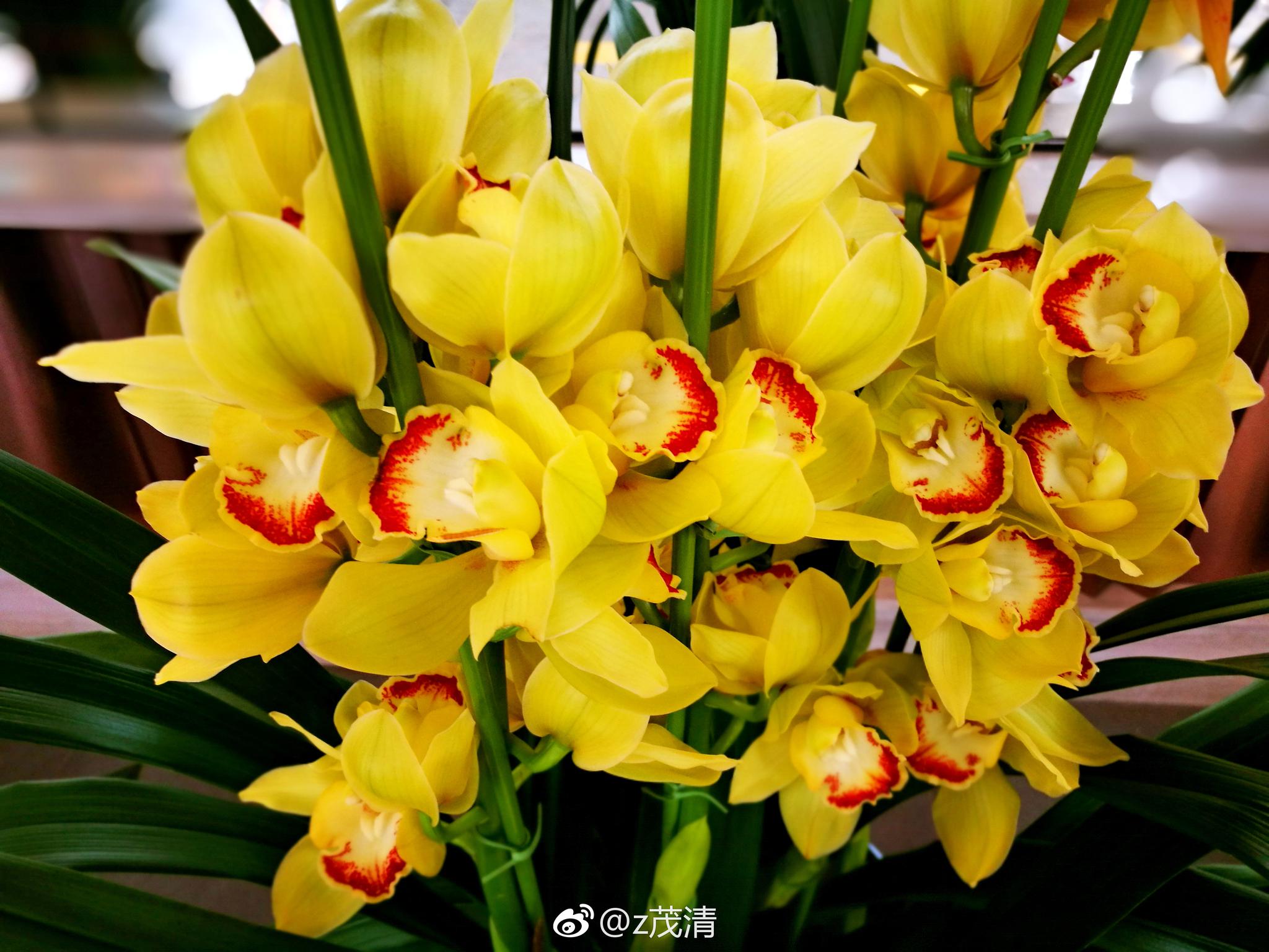 三色兰花. 大花蕙兰，又叫喜姆比兰和蝉兰。兰科、兰属植物_新浪新闻