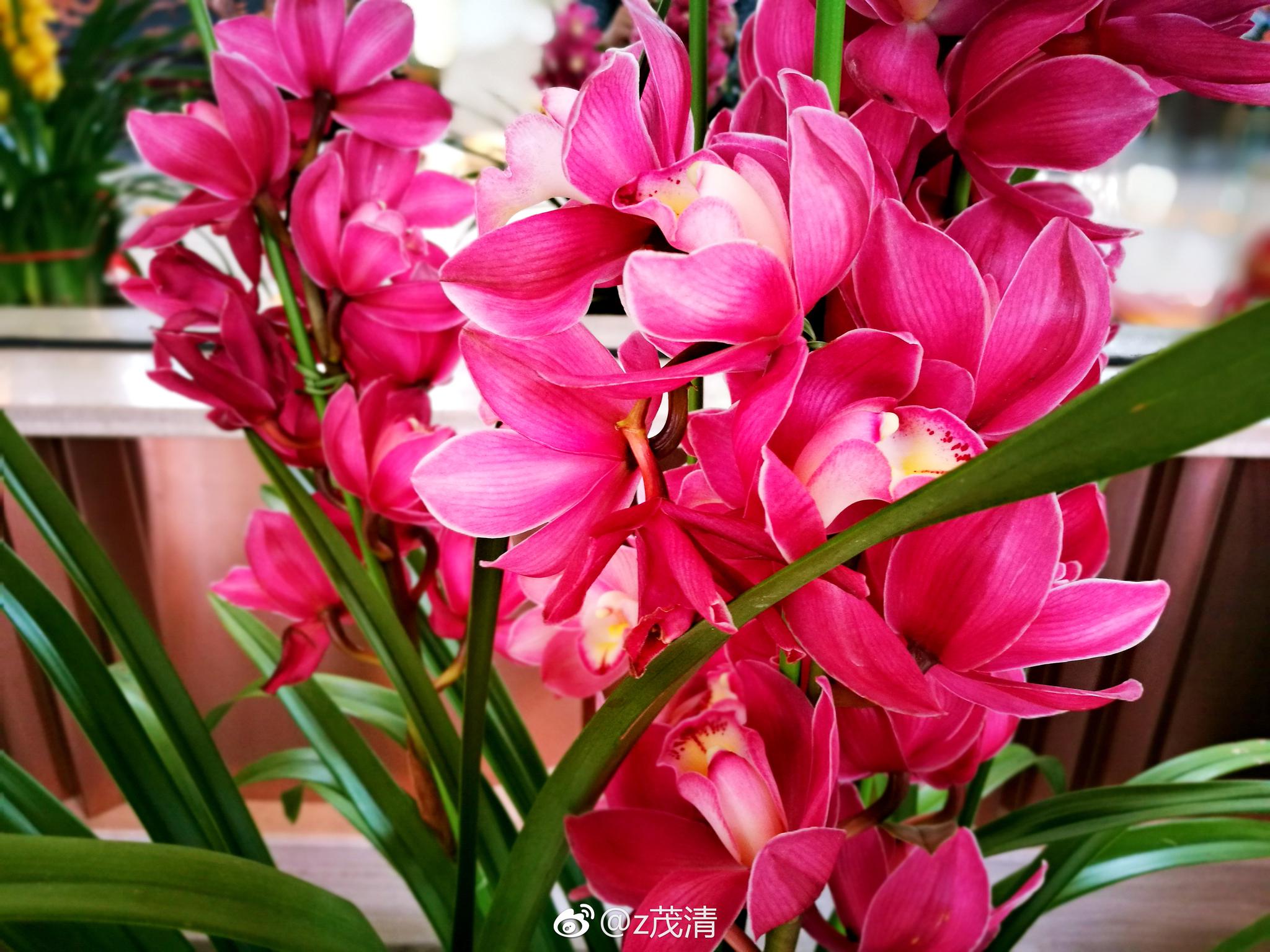 三色兰花. 大花蕙兰，又叫喜姆比兰和蝉兰。兰科、兰属植物