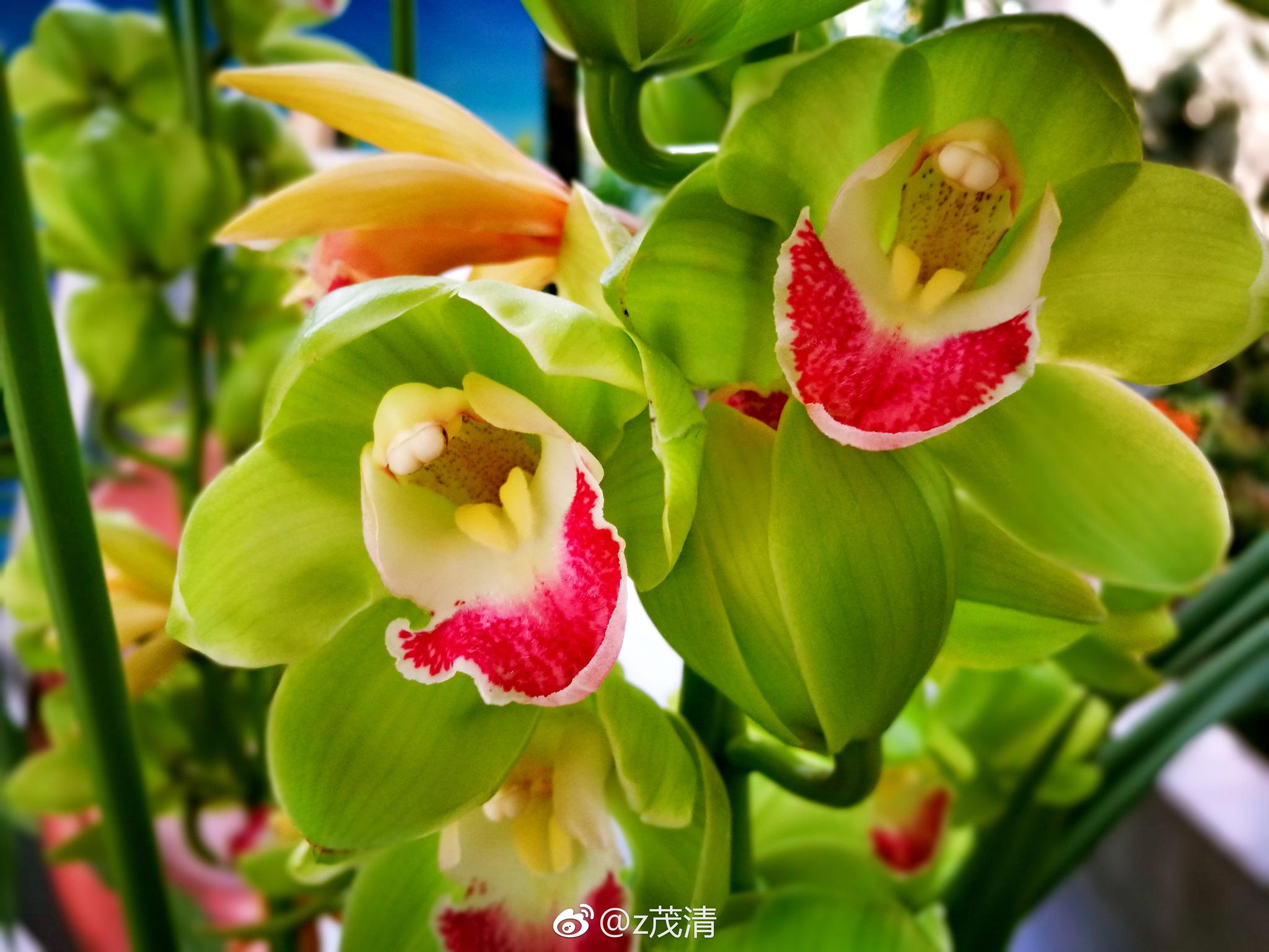 三色兰花. 大花蕙兰，又叫喜姆比兰和蝉兰。兰科、兰属植物_新浪新闻