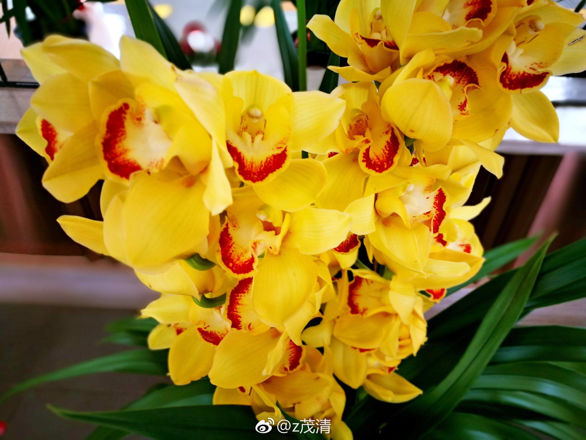 三色兰花. 大花蕙兰，又叫喜姆比兰和蝉兰。兰科、兰属植物_新浪新闻