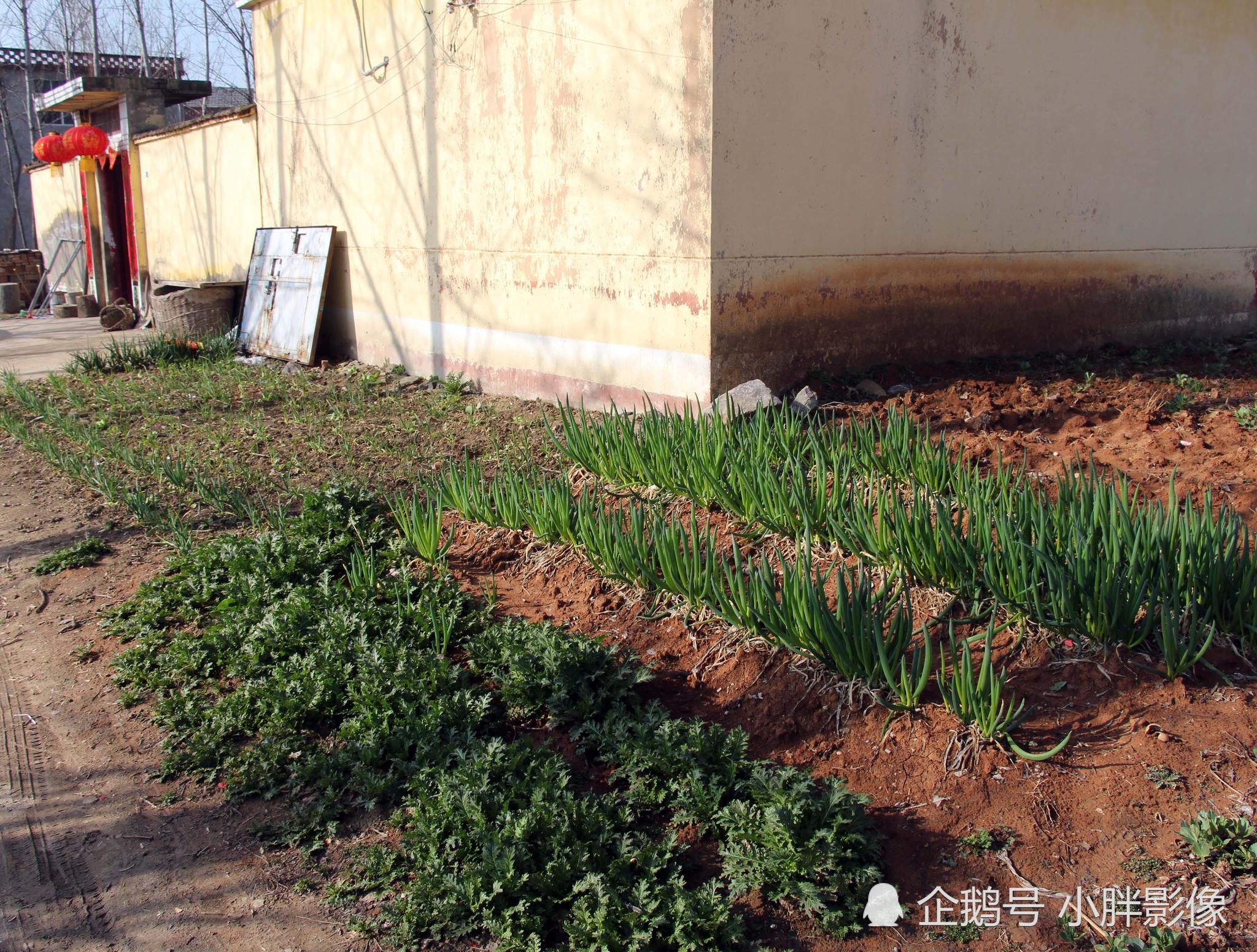 实拍农村家庭式小菜园:只要有空地就有蔬菜吃