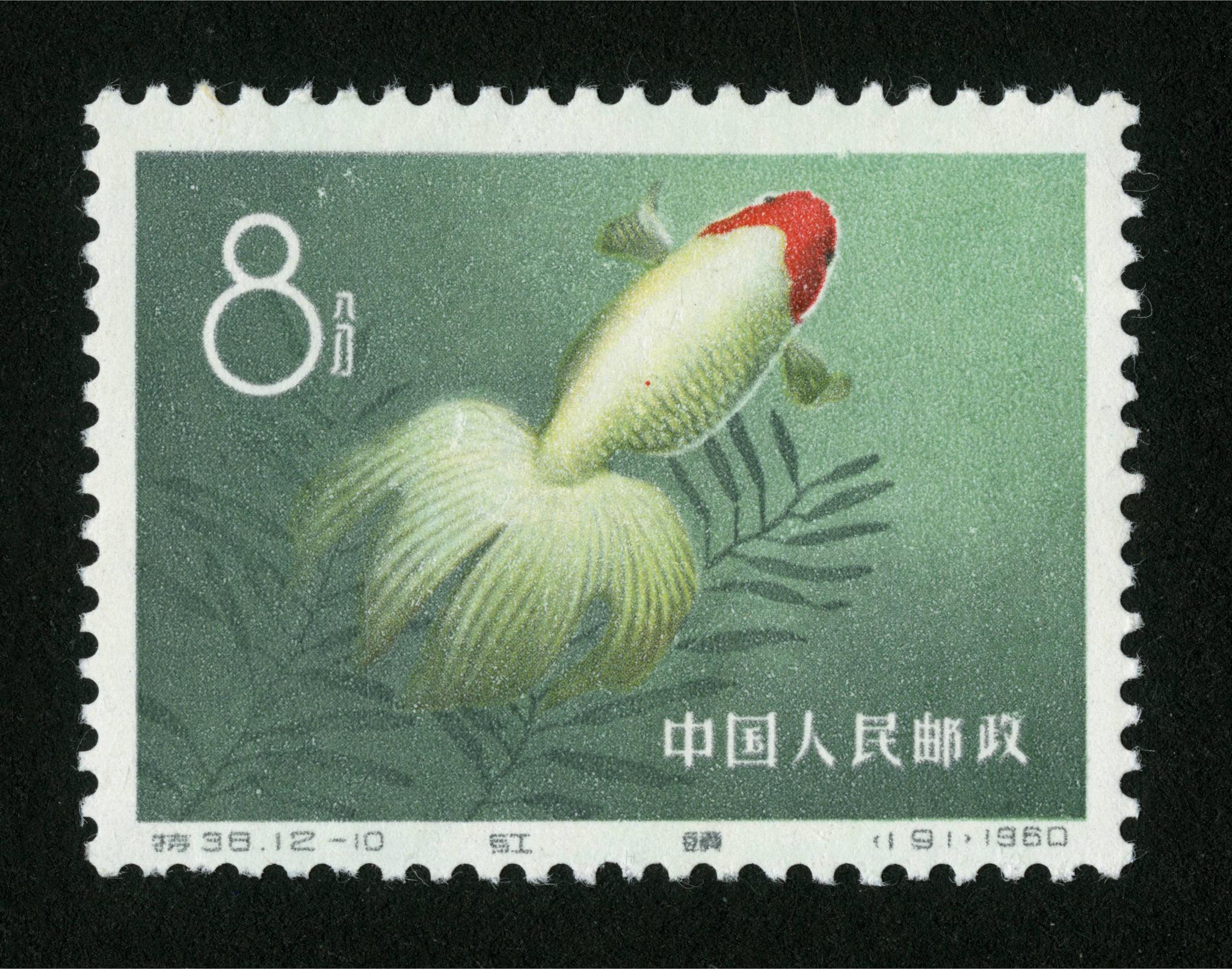 特38《金鱼》特种邮票赏析|金鱼|邮票|红帽子_新浪新闻