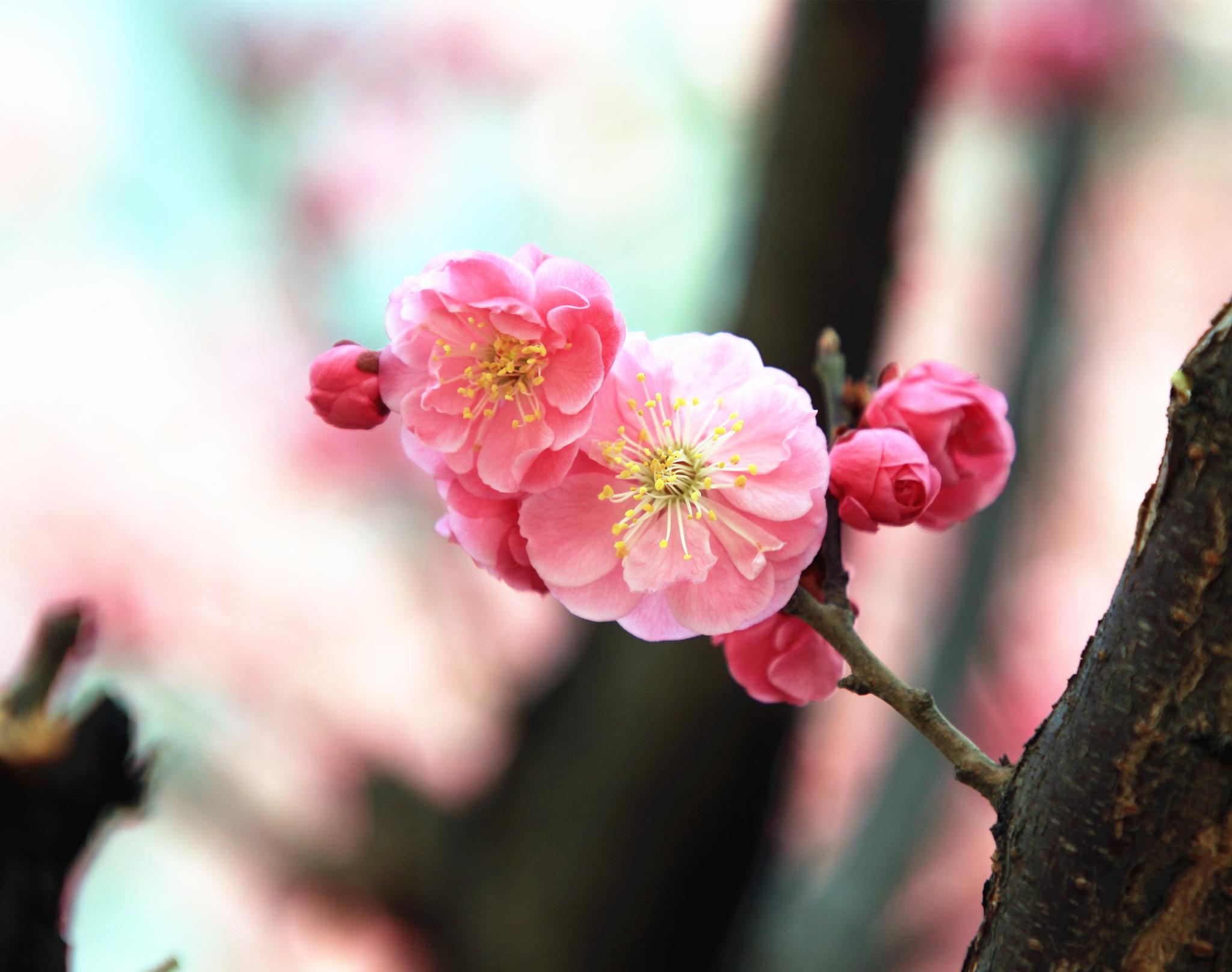 三月花争艳网红社区里面美人梅贴梗海棠木瓜海棠开得旺