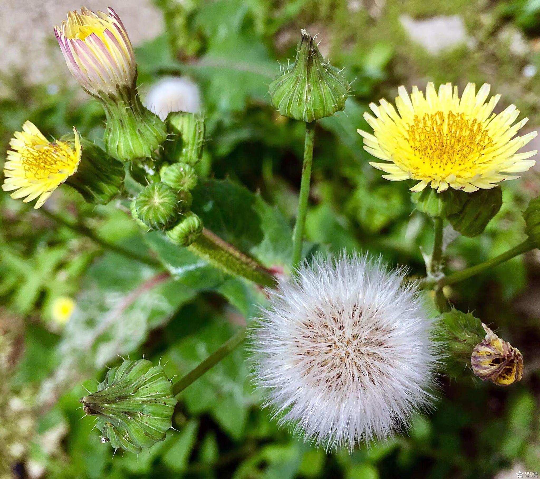 植物摄影全叶苦苣菜
