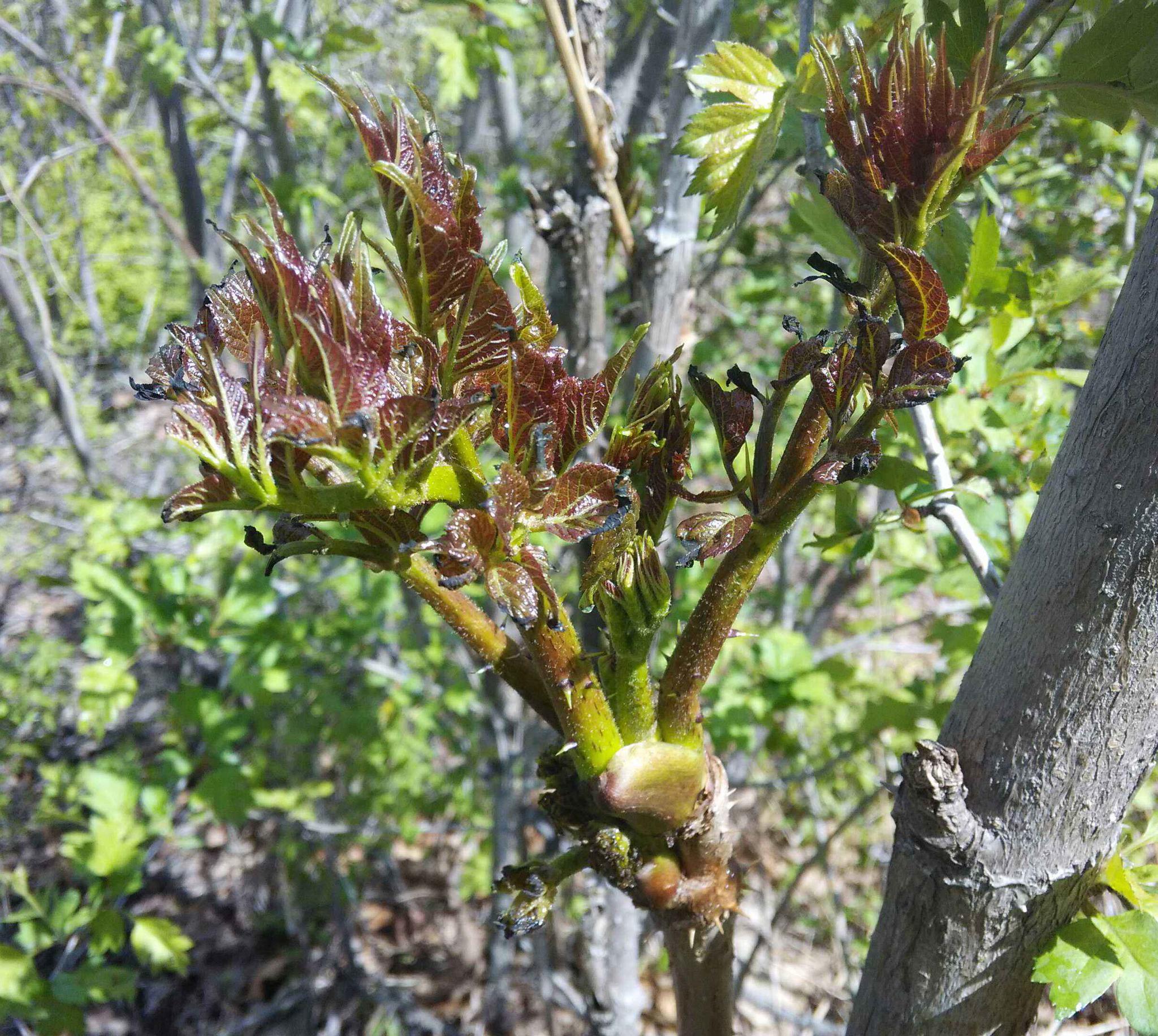 它被誉为"山野菜之王",是保健益寿的高档野菜,效果堪比人参|刺龙芽